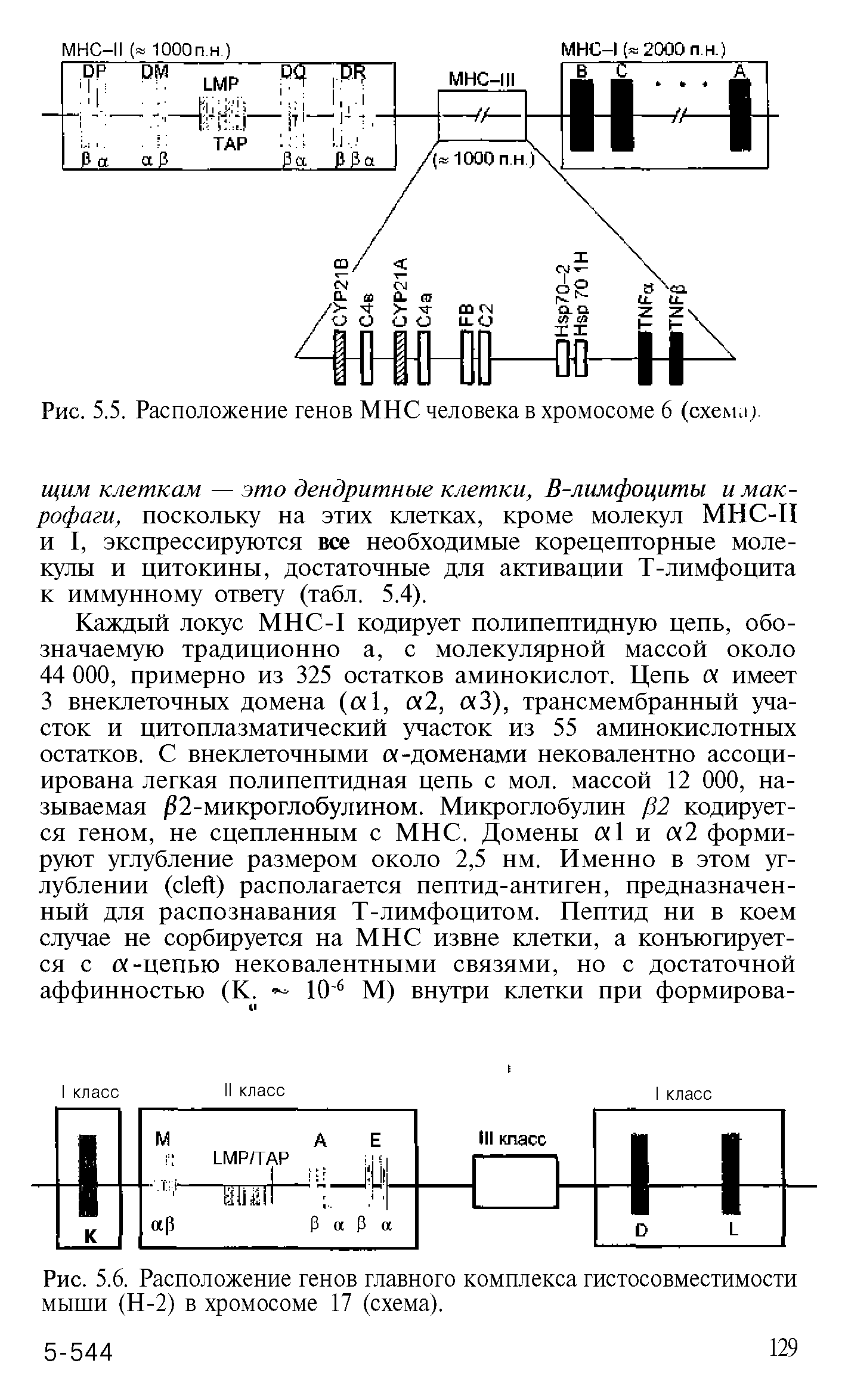 Рис. 5.6. Расположение генов главного комплекса гистосовместимости мыши (Н-2) в хромосоме 17 (схема).