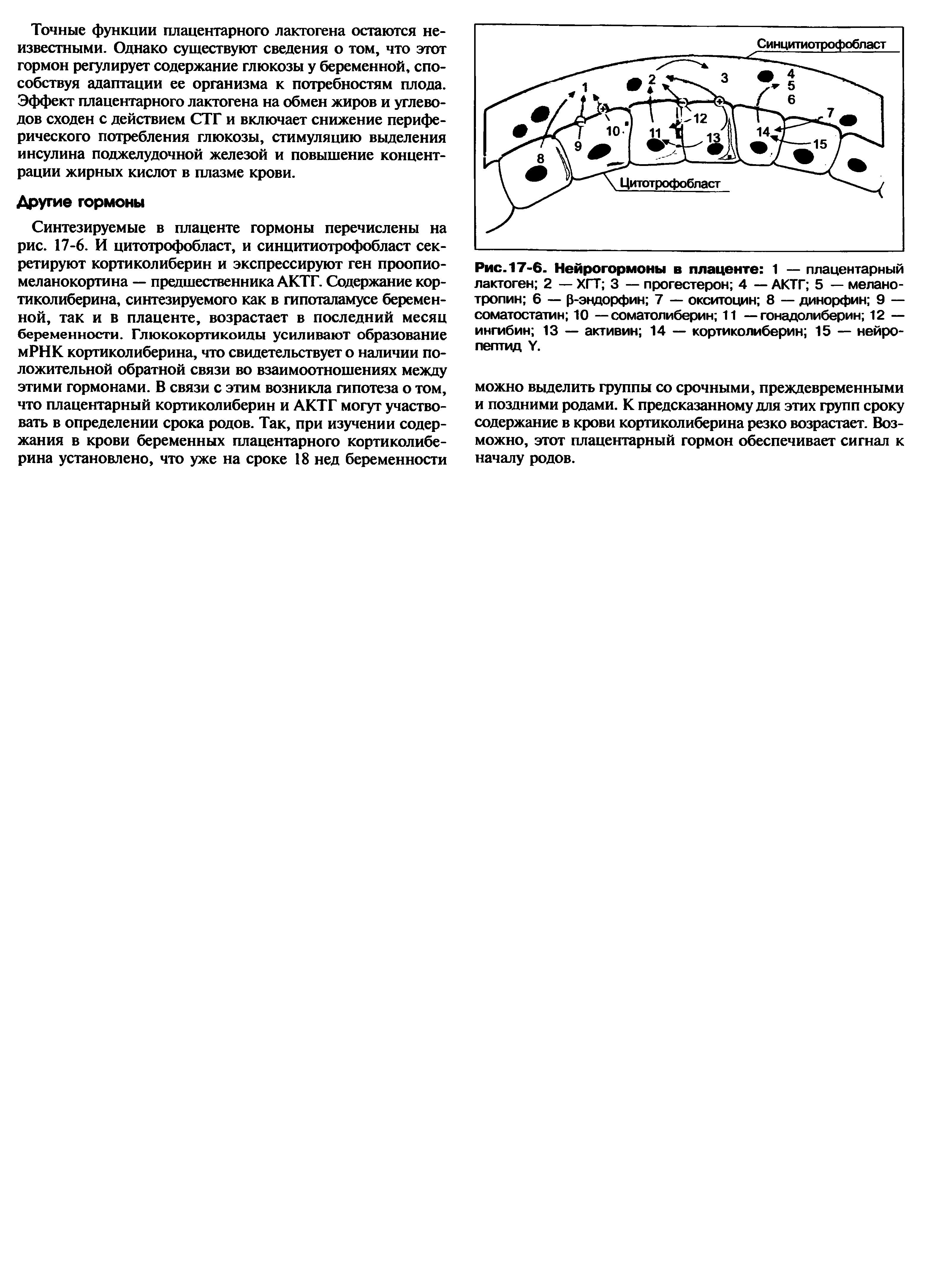 Рис. 17-6. Нейрогормоны в плаценте 1 — плацентарный лактоген 2 — ХГТ 3 — прогестерон 4 — АКТГ 5 — меланотропин 6 — [3-эндорфин 7 — окситоцин 8 — динорфин 9 — соматостатин 10 —соматолиберин 11 —гонадолиберин 12 — ингибин 13 — активин 14 — кортиколиберин 15 — нейропептид У.