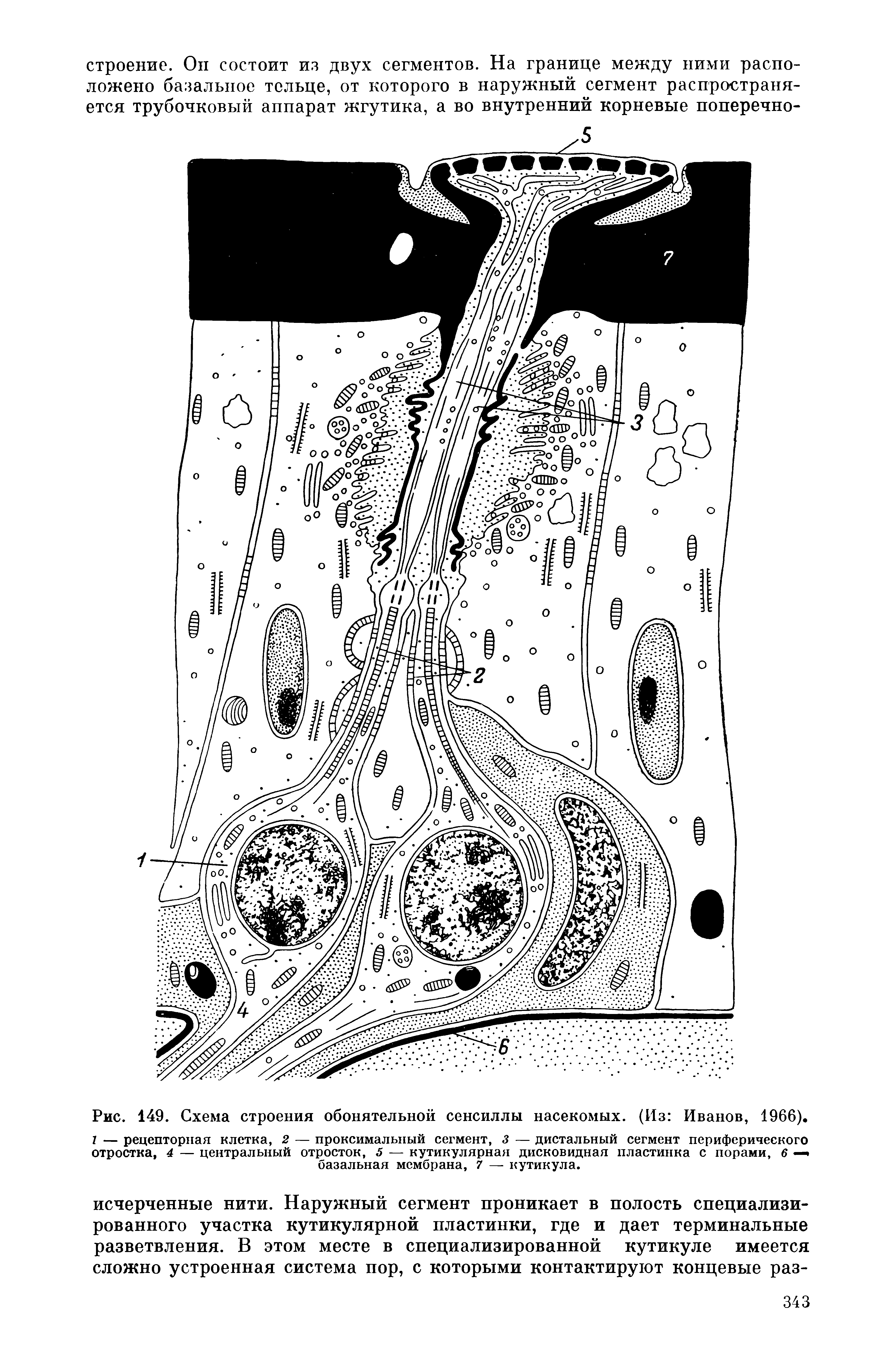 Рис. 149. Схема строения обонятельной сенсиллы насекомых. (Из Иванов, 1966). I — рецепторная клетка, 2 — проксимальный сегмент, 3 — дистальный сегмент периферического отростка, 4 — центральный отросток, 5 — кутикулярная дисковидная пластинка с порами, 6 базальная мембрана, 7 — кутикула.