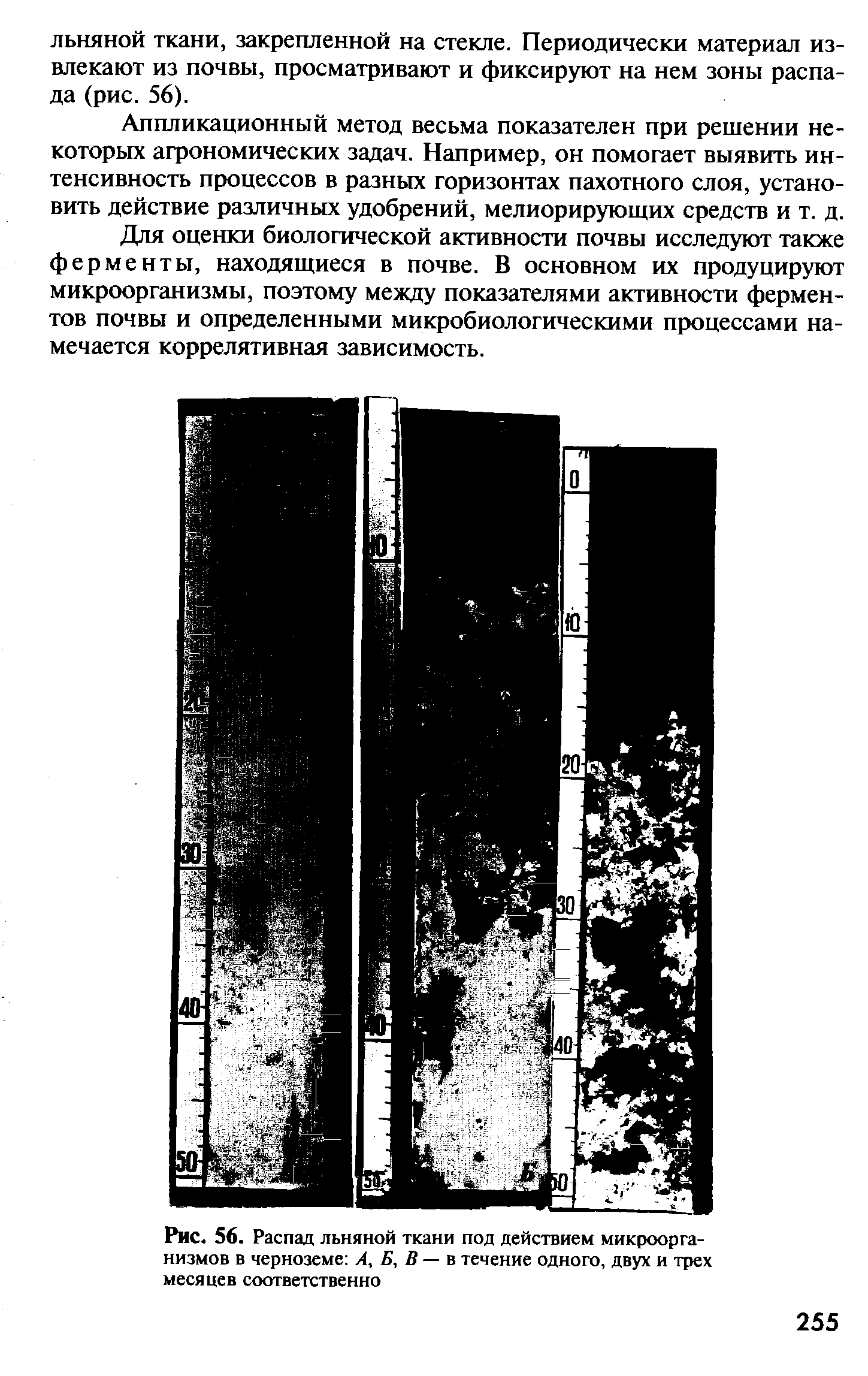 Рис. 56. Распад льняной ткани под действием микроорга-низмов в черноземе А, Б, В — в течение одного, двух и трех месяцев соответственно...