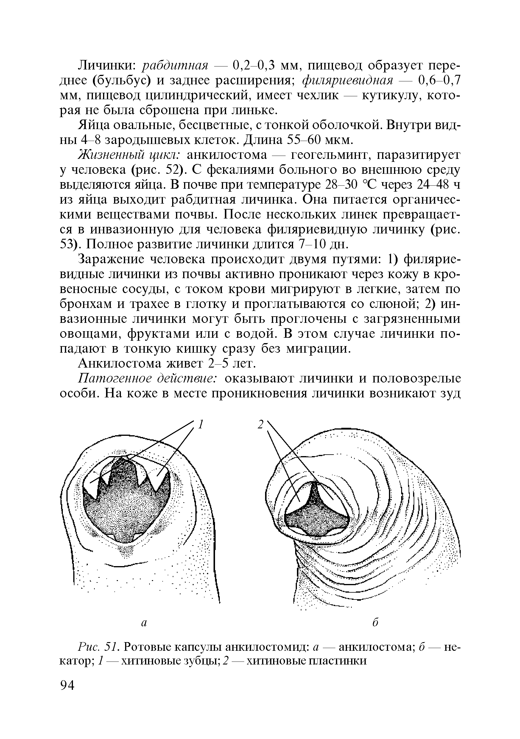 Рис. 51. Ротовые капсулы анкилостомид а — анкилостома б — не-катор 1 — хитиновые зубцы 2 — хитиновые пластинки...