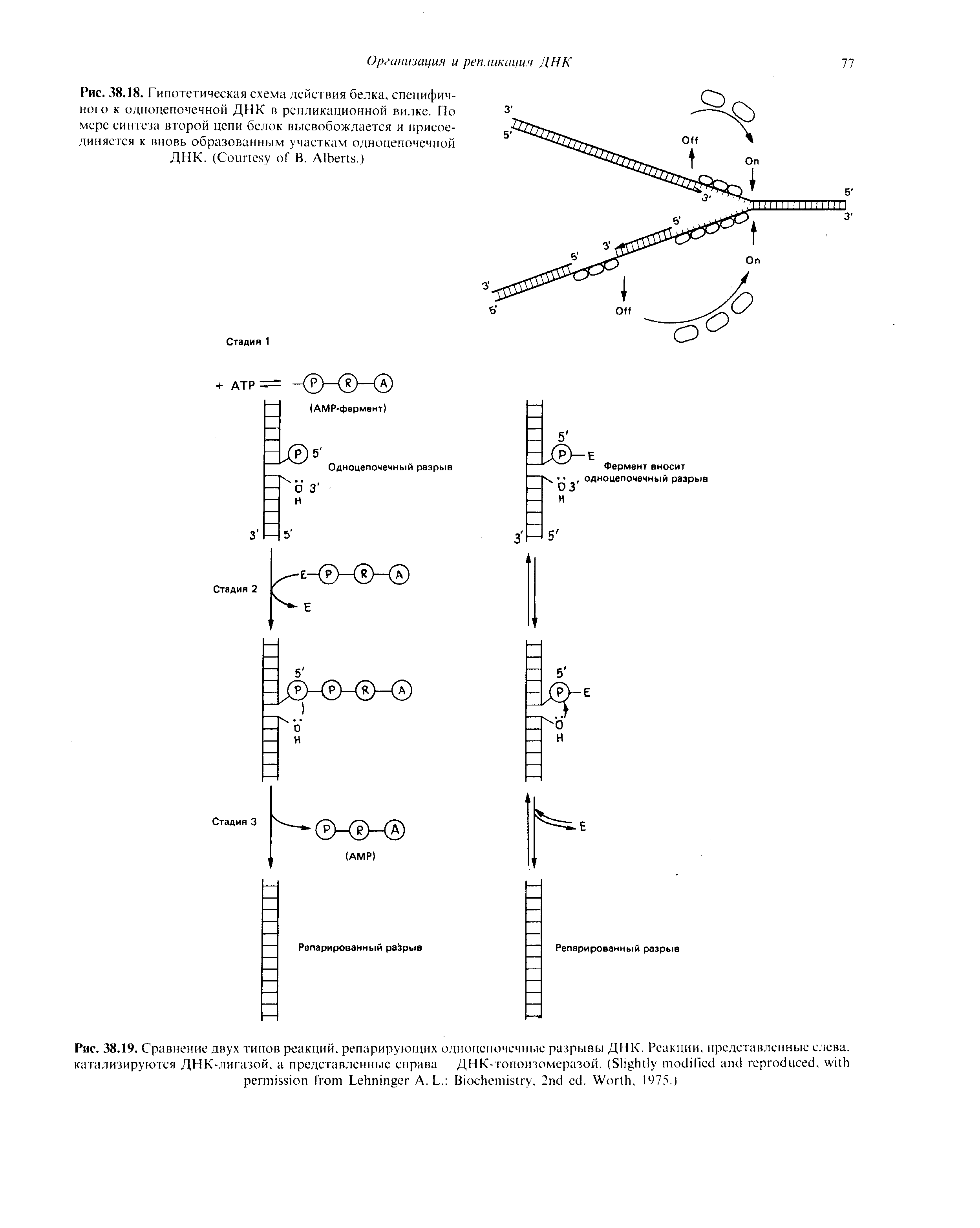 Рис. 38.19. Сравнение двух типов реакций, репарирующих одноцепочечные разрывы ДНК. Реакции, представленные слева, катализируются ДНК-лигазой. представленные справа ДНК-топоизомеразой. (S , L A. L. B . 2 . W , 1975.)...