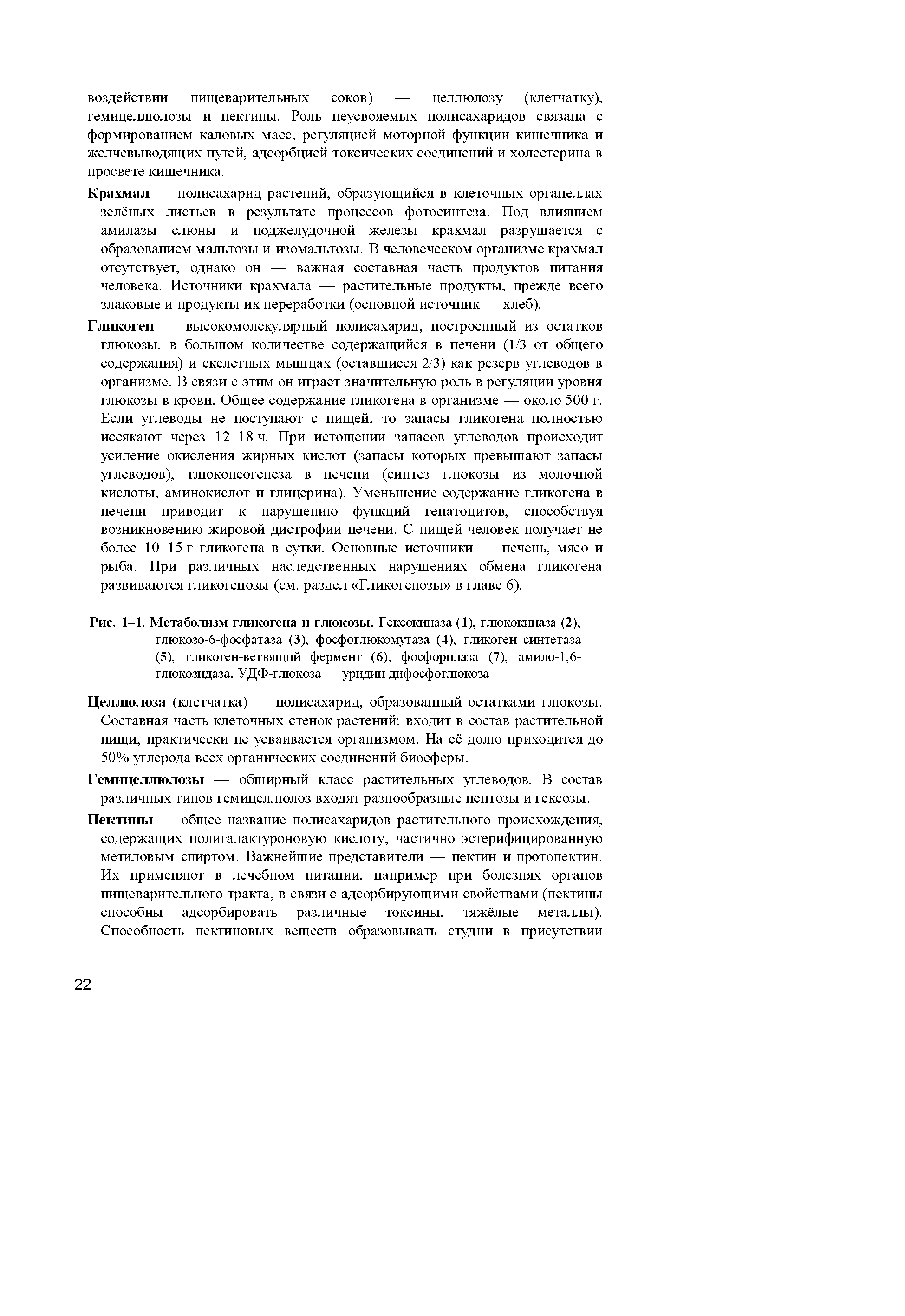 Рис. 1-1. Метаболизм гликогена и глюкозы. Гексокиназа (1), глюкокиназа (2), глюкозо-6-фосфатаза (3), фосфоглюкомутаза (4), гликоген синтетаза (5), гликоген-ветвящий фермент (6), фосфорилаза (7), амило-1,6-глюкозидаза. УДФ-глюкоза — уридин дифосфоглюкоза...