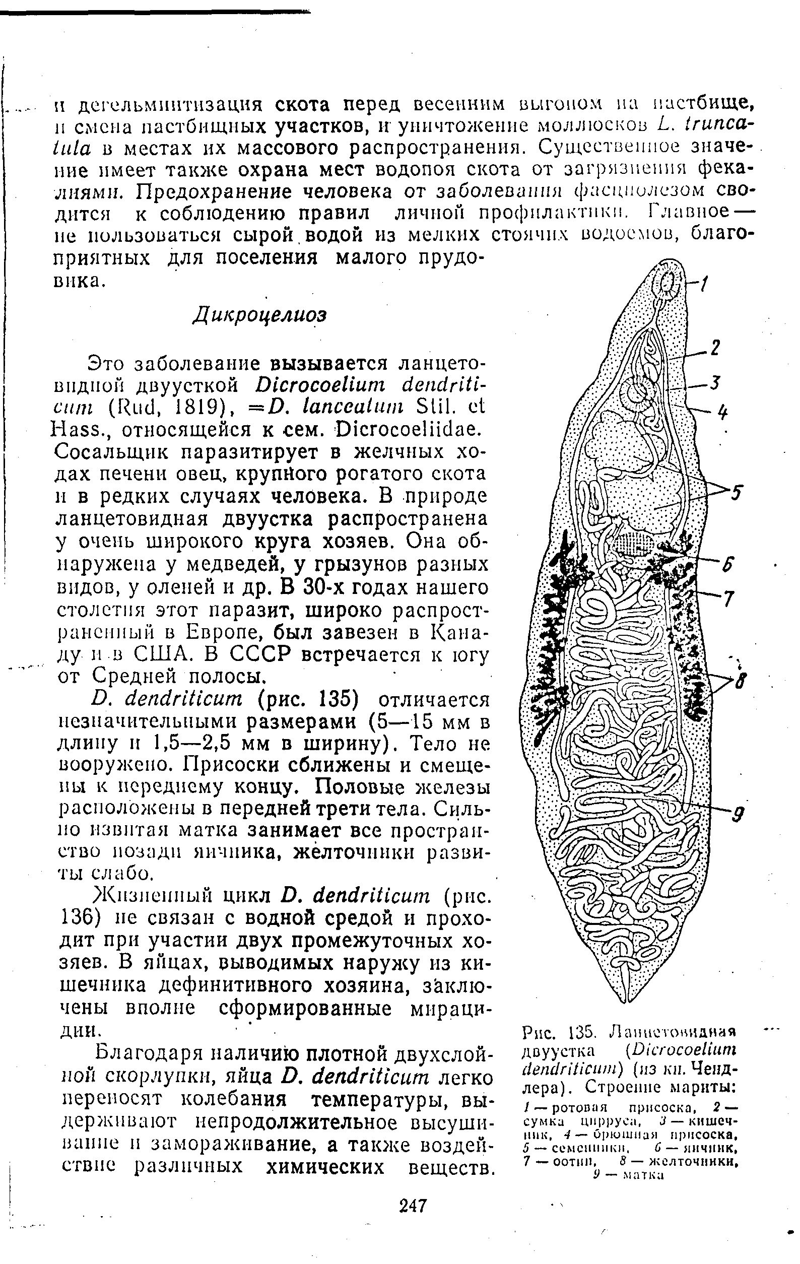 Рис. 135. Ланцетовидная двуустка (ДПсгосоеНит с1еп11гШси1п) (из кп. Чендлера). Строение мариты / — ротовая присоска, 2 — сумка цирруса, / — кишечник, 4— Орюшиая присоска, 5 — семенники, б — яичник, 7 —оотип, 8 — желточинки, 9 — матка...