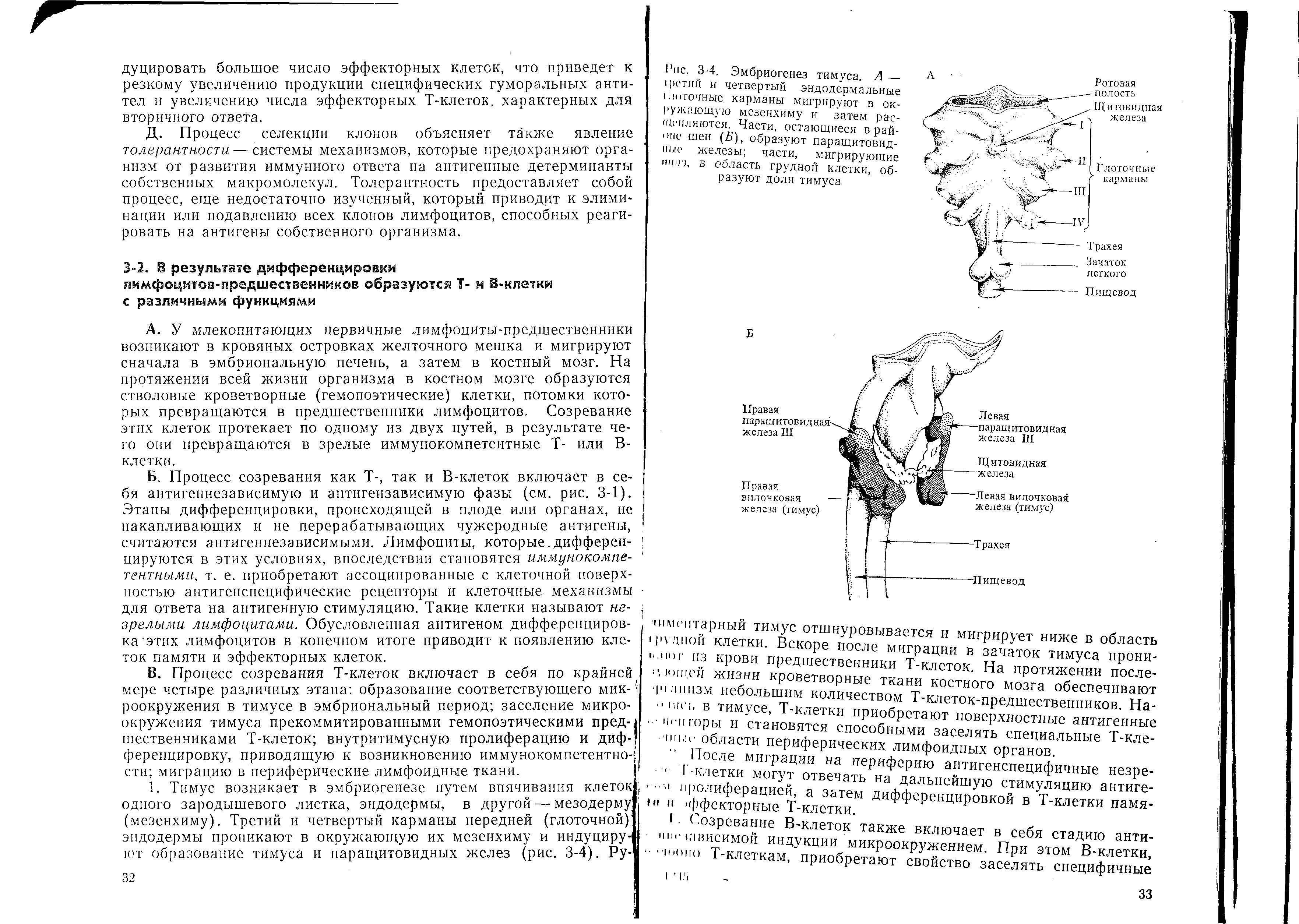 Рис. 3-4. Эмбриогенез тимуса. А — Ч чпй и четвертый эндодермальные. ночные карманы мигрируют в окружающую мезенхиму н затем паг-щеиляются части, остающиеся в районе шеи (5), образуют паращитовидные железы части, мигрирующие ""7 в ооласть грудной клетки, образуют доли тимуса...