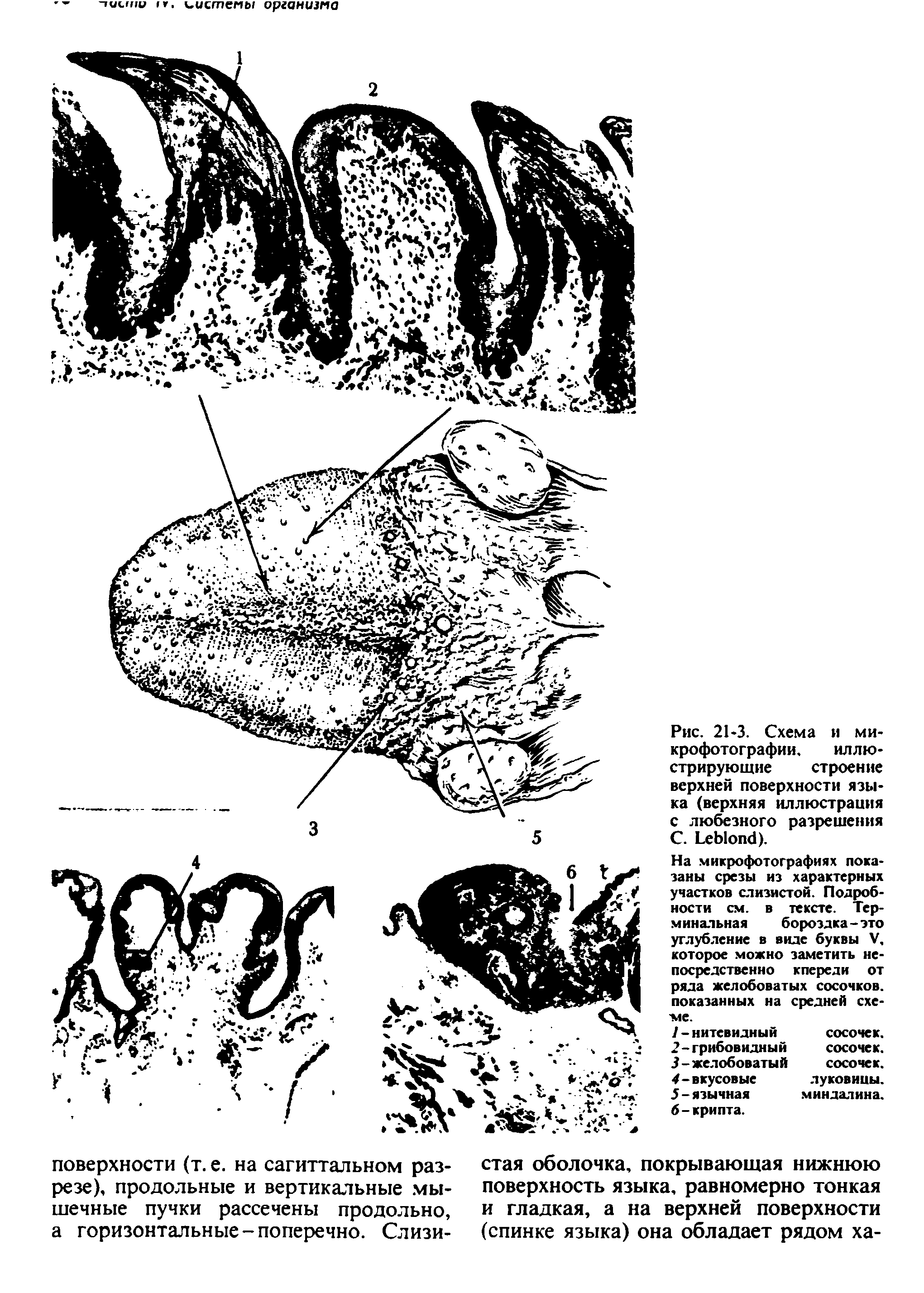 Рис. 21 3. Схема и микрофотографии. иллюстрирующие строение верхней поверхности языка (верхняя иллюстрация с любезного разрешения С. L ).