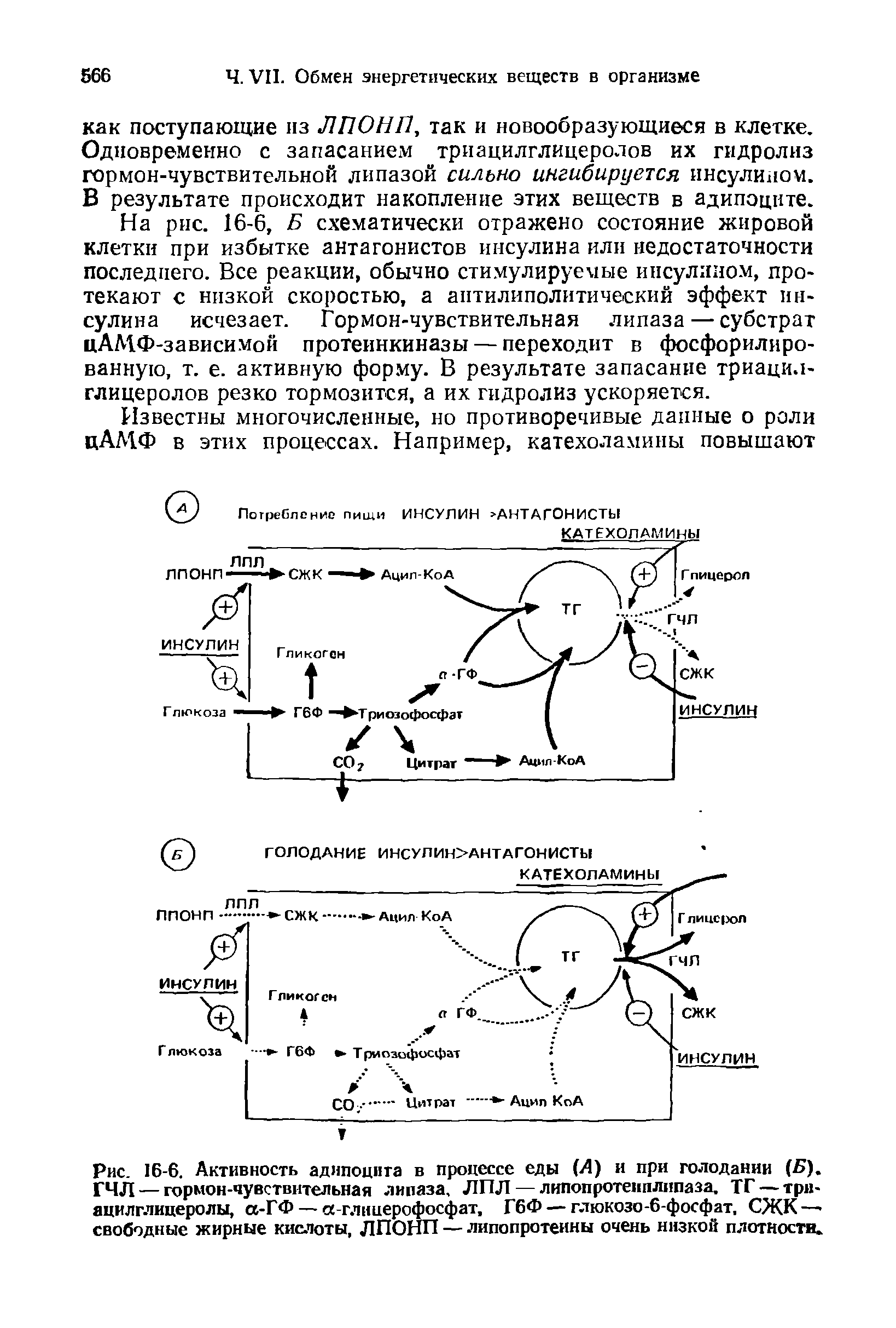 Рис. 16-6. Активность адипоцита в процессе еды (А) и при голодании (Б). ГЧЛ — гормон-чувствительная липаза, ЛПЛ — липопротеиплипаза, ТГ — три-ацилглицеролы, а-ГФ — глицерофосфат, Г6Ф — глюкозо-6-фосфат, СЖК— свободные жирные кислоты, ЛПОНП — липопротеины очень низкой плотности.