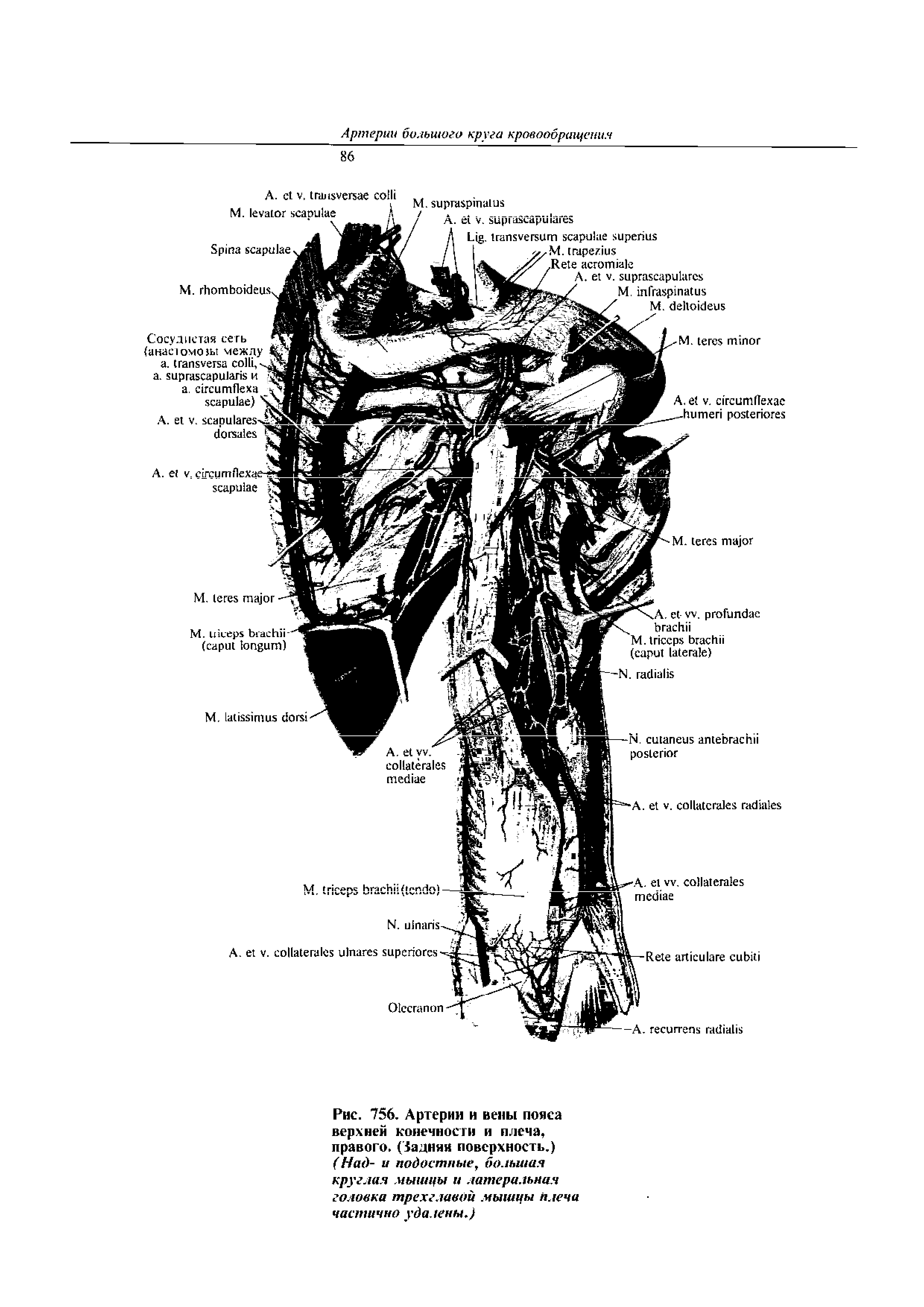 Рис. 756. Артерии и вены пояса верхней конечности и плеча, правого. (Задняя поверхность.) (Над- и подостные, большая круглая мышцы и латеральная головка трехглавой мышцы плена частично удалены.)...