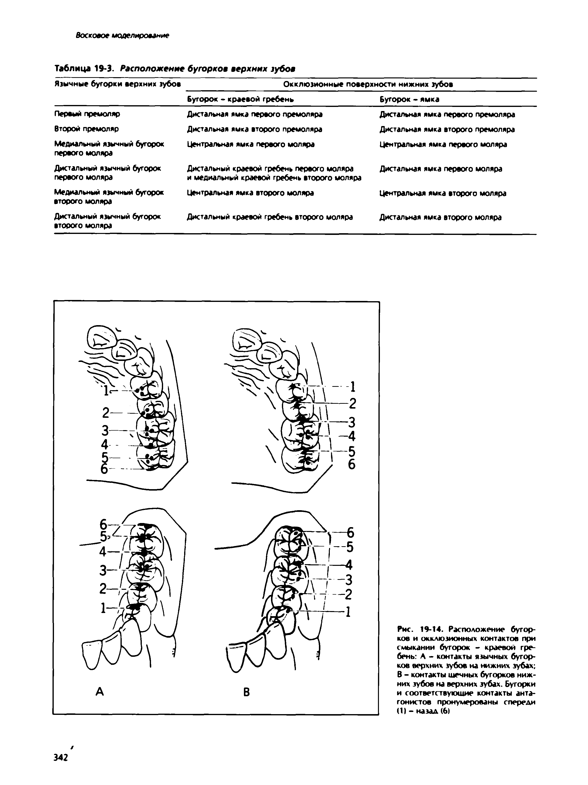 Рис. 19-14. Расположение бугорков и окклюзионных контактов при смыкании бугорок - краевой гребень А - контакты язычных бугорков верхних зубов на нижних зубах В - контакты щечных бугорков нижних зубов на верхних зубах. Бугорки и соответствующие контакты антагонистов пронумерованы спереди (1) - назад (6)...