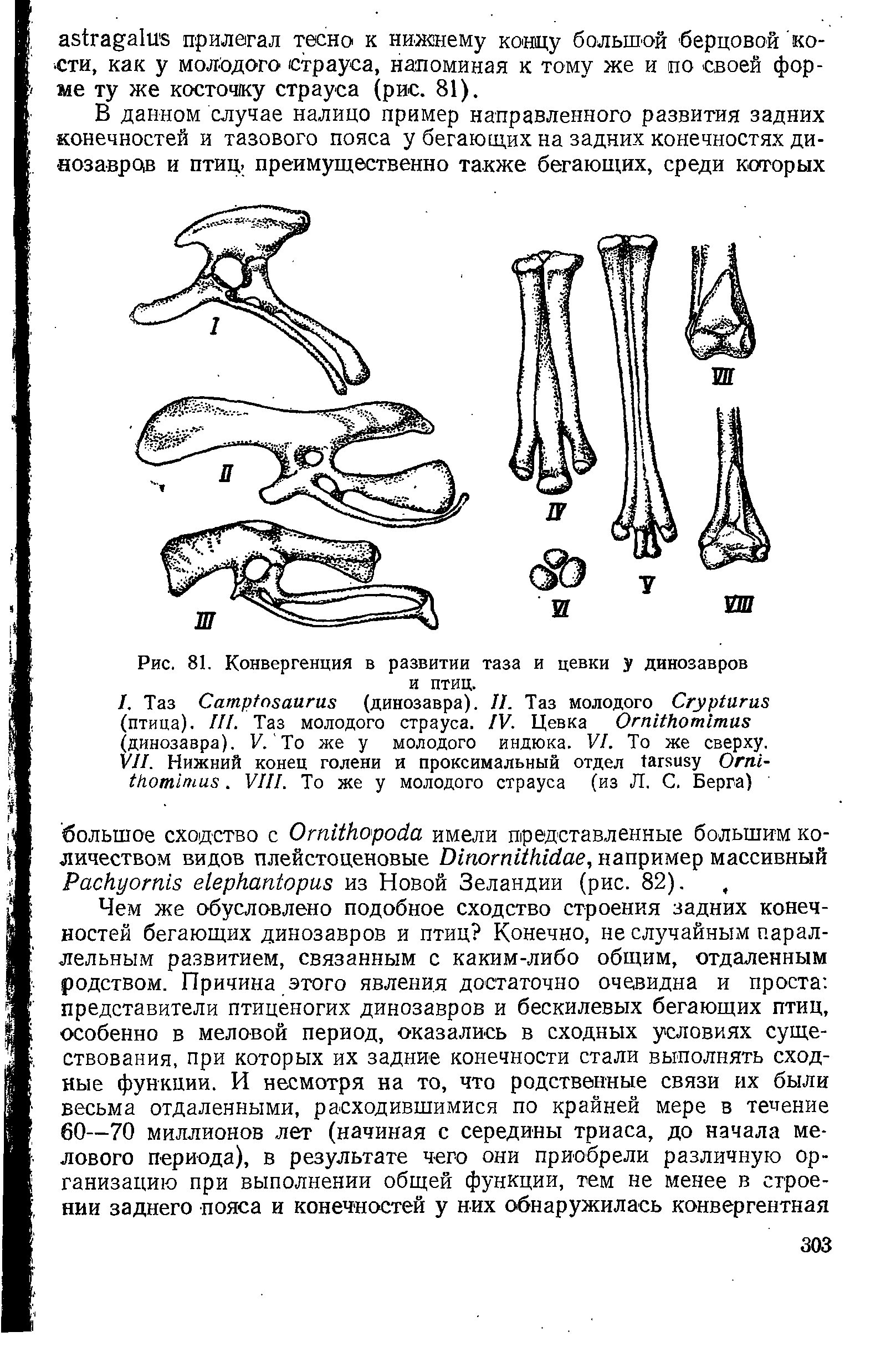 Рис. 81. Конвергенция в развитии таза и цевки у динозавров и птиц.