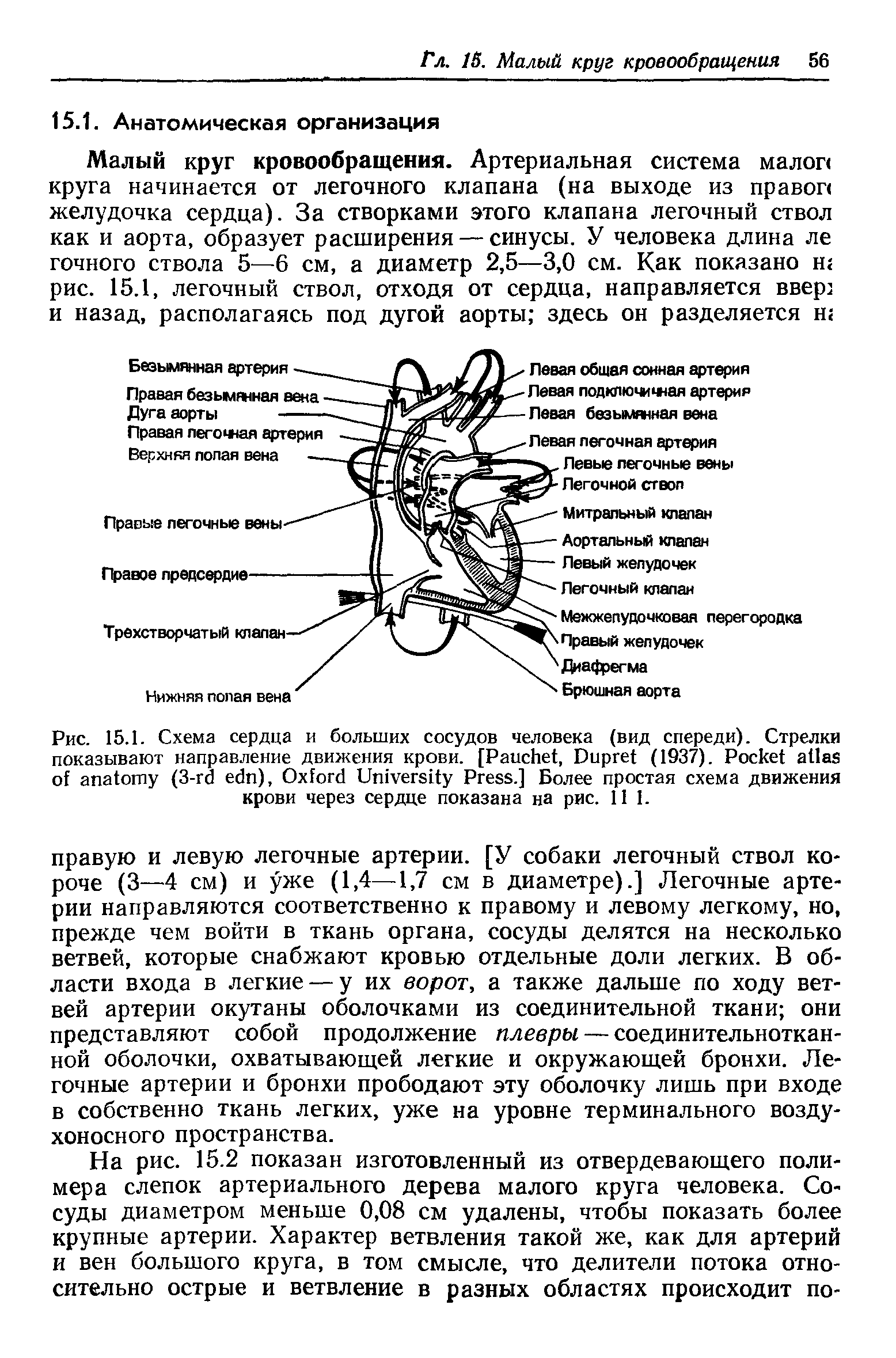 Рис. 15.1. Схема сердца и больших сосудов человека (вид спереди). Стрелки показывают направление движения крови. [P , D (1937). P (3- ), O U P .] Более простая схема движения крови через сердце показана на рис. 111.