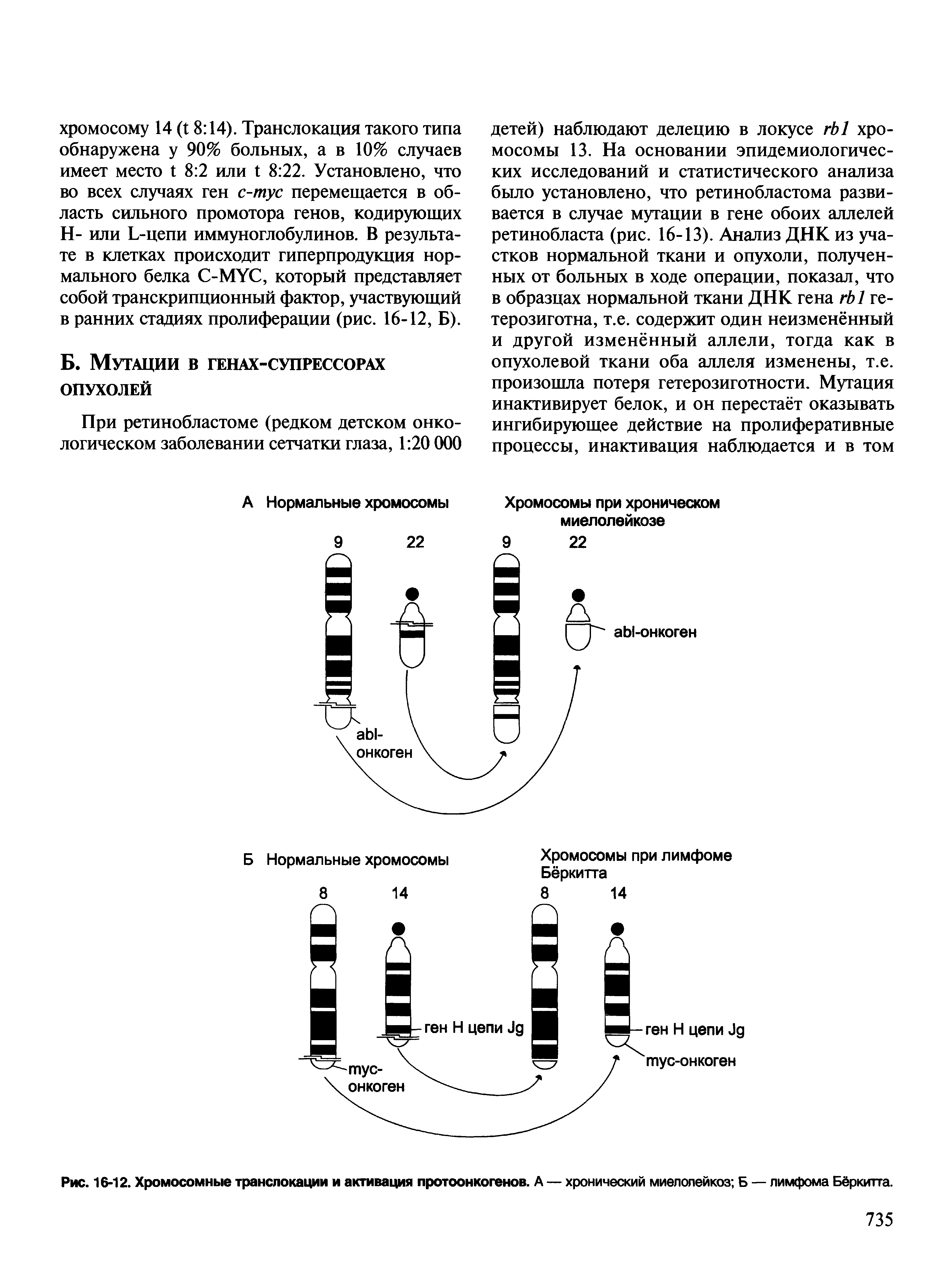 Рис. 16-12. Хромосомные транслокации и активация протоонкогенов. А — хронический миелолейкоз Б — лимфома Бёркитта.