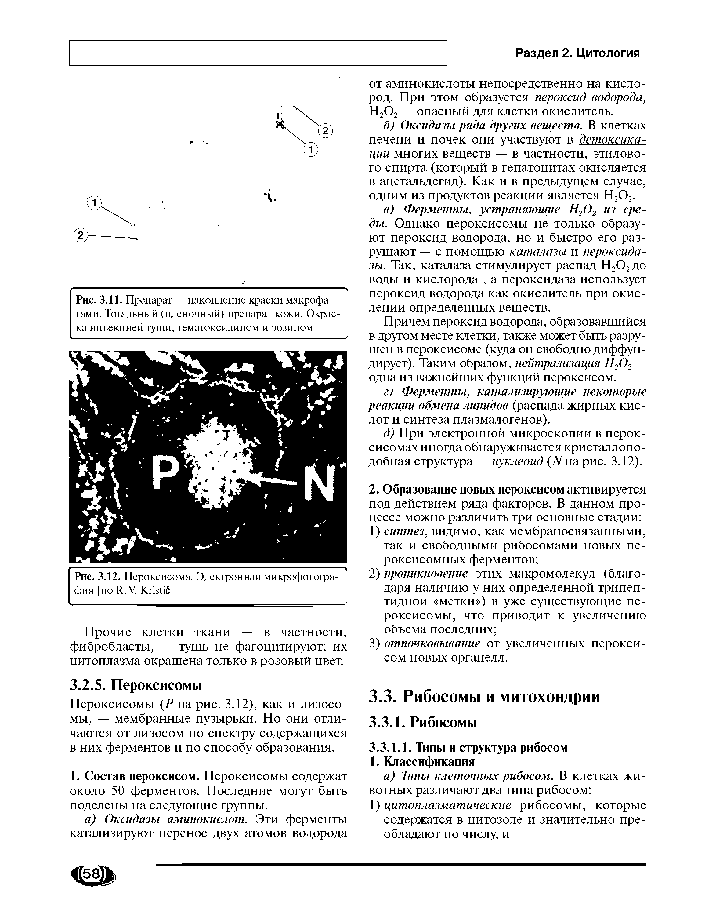 Рис. 3.11. Препарат — накопление краски макрофагами. Тотальный (пленочный) препарат кожи. Окраска инъекцией туши, гематоксилином и эозином...