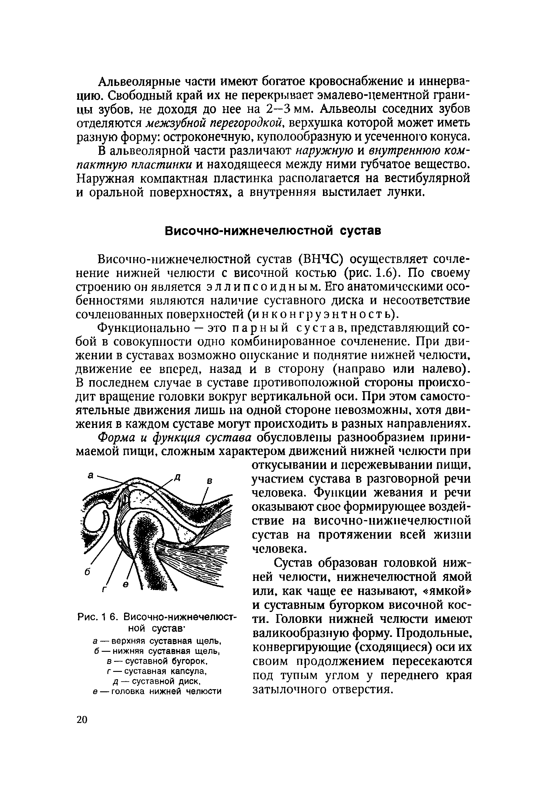 Рис. 1 6. Височно-нижнечелюстной сустав-а — верхняя суставная щель, б — нижняя суставная щель, в — суставной бугорок, г — суставная капсула, д — суставной диск, е — головка нижней челюсти...