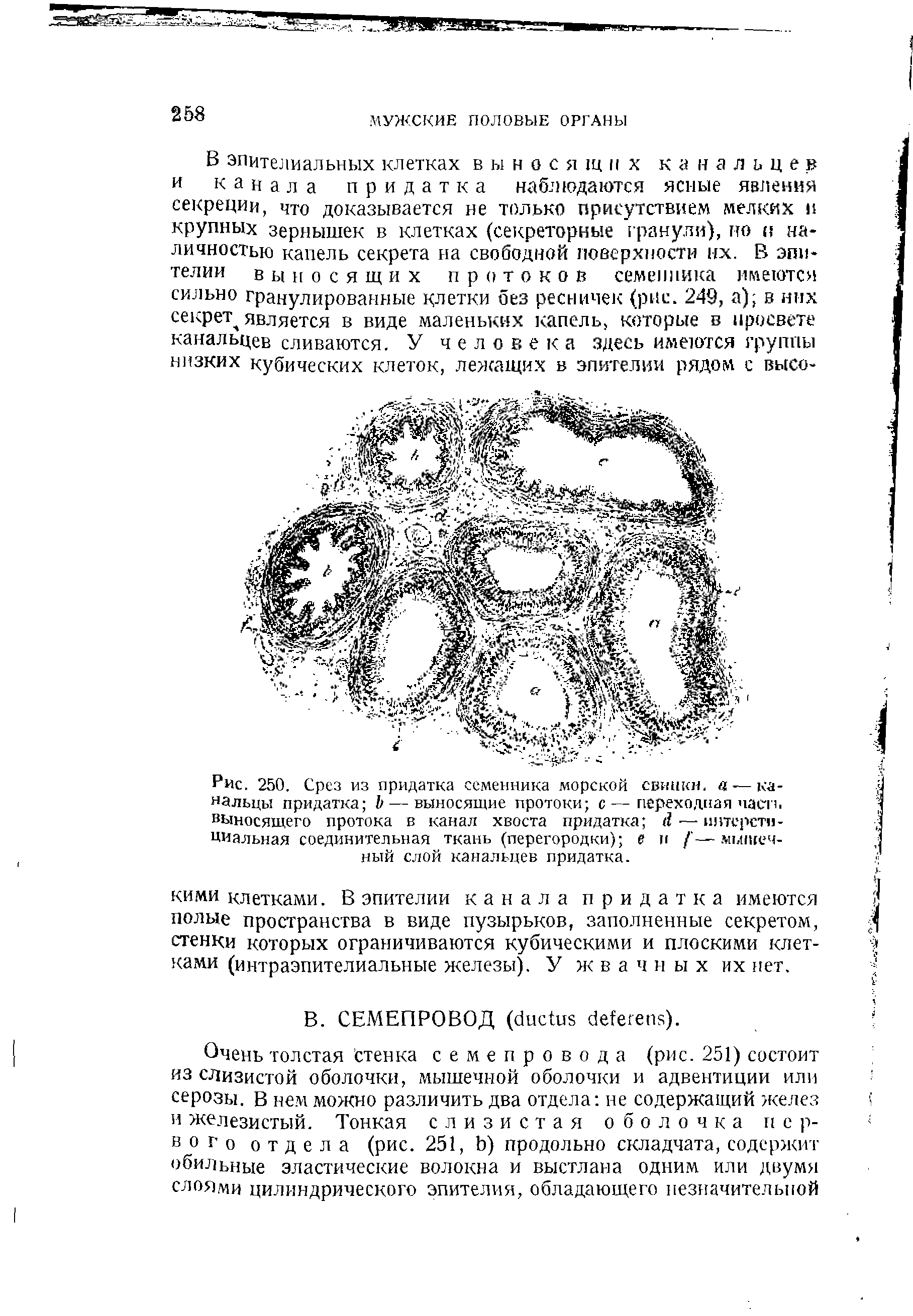 Рис. 250. Срез из придатка семенника морской свинки, — канальцы придатка — выносящие протоки с—переходная часть выносящего протока в канал хвоста придатка интерстициальная соединительная ткань (перегородки) е и / —мышечный слой канальцев придатка.