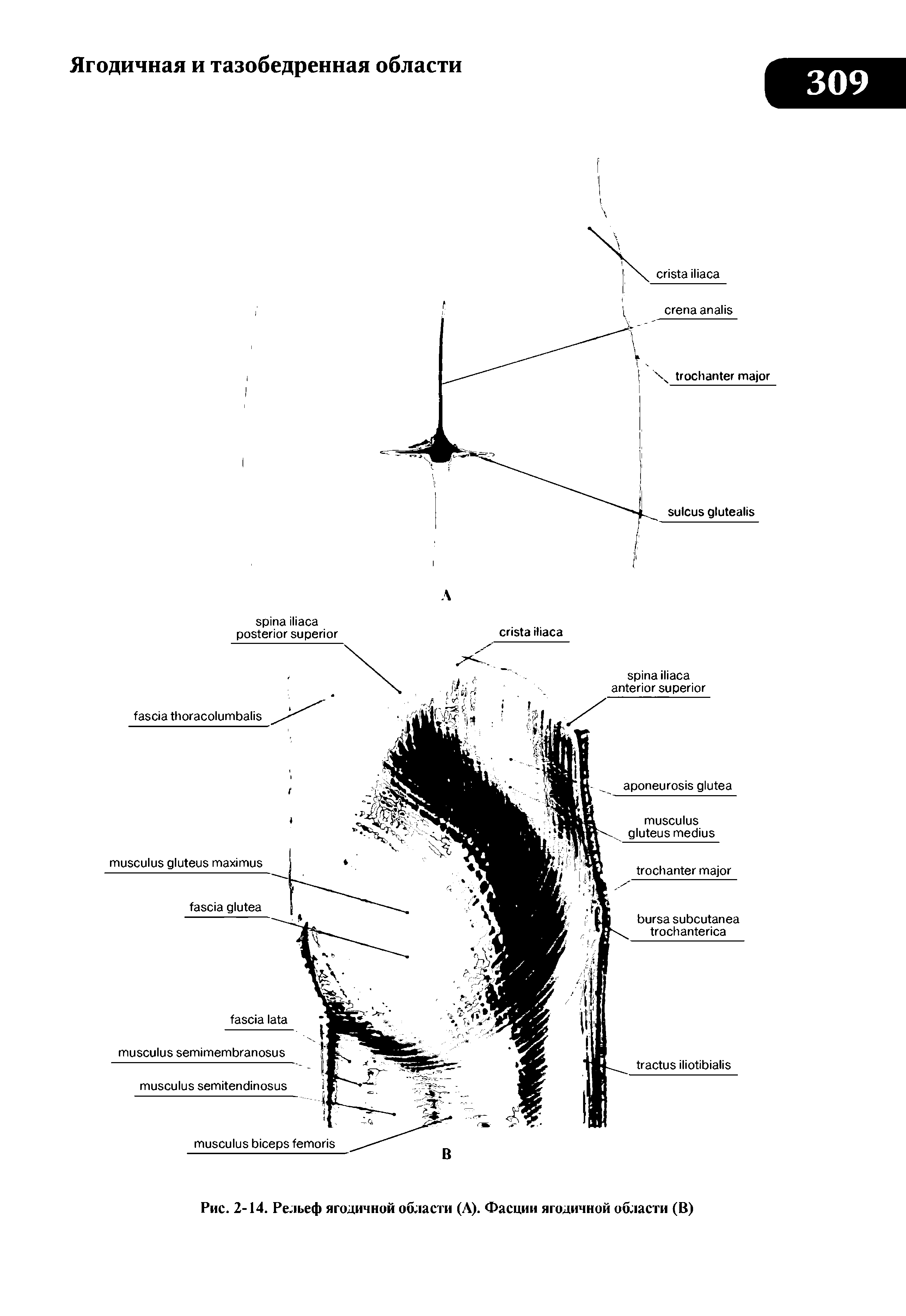 Рис. 2-14. Рельеф ягодичной области (А). Фасции ягодичной области (В)...