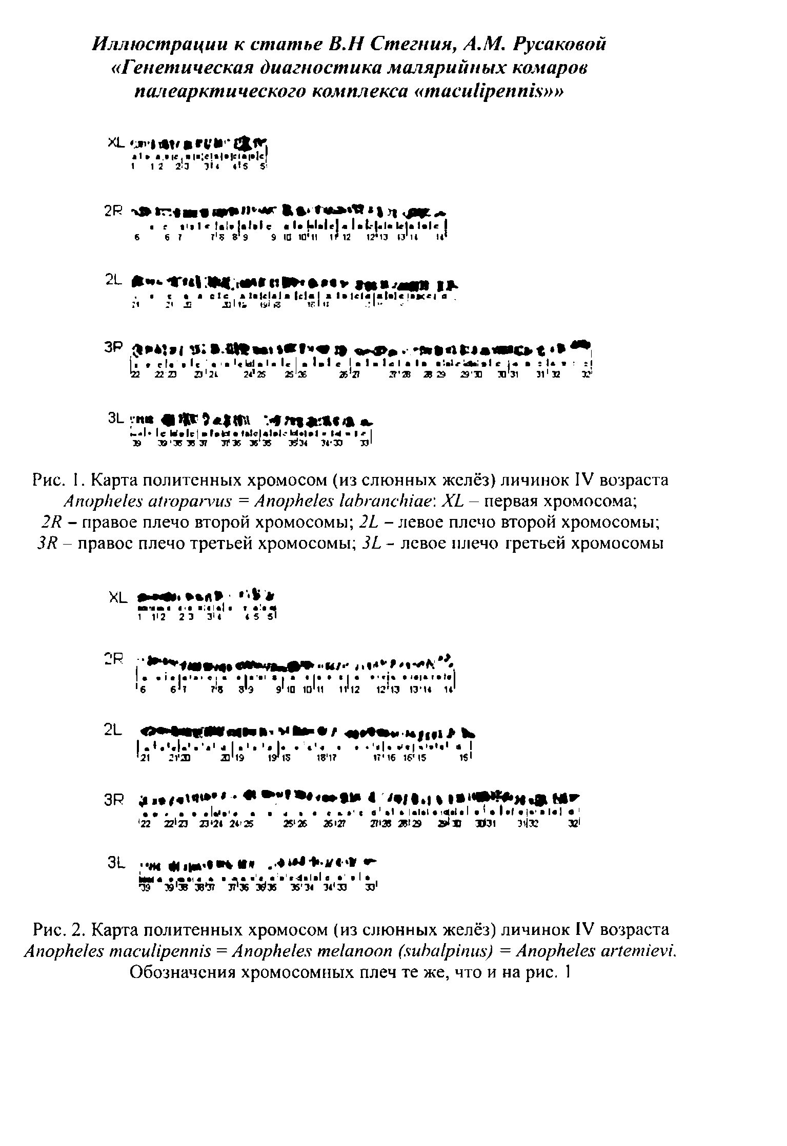 Рис. 2. Карта политенных хромосом (из слюнных желёз) личинок IV возраста A = A ( ) = A . Обозначения хромосомных плеч те же, что и на рис. 1...