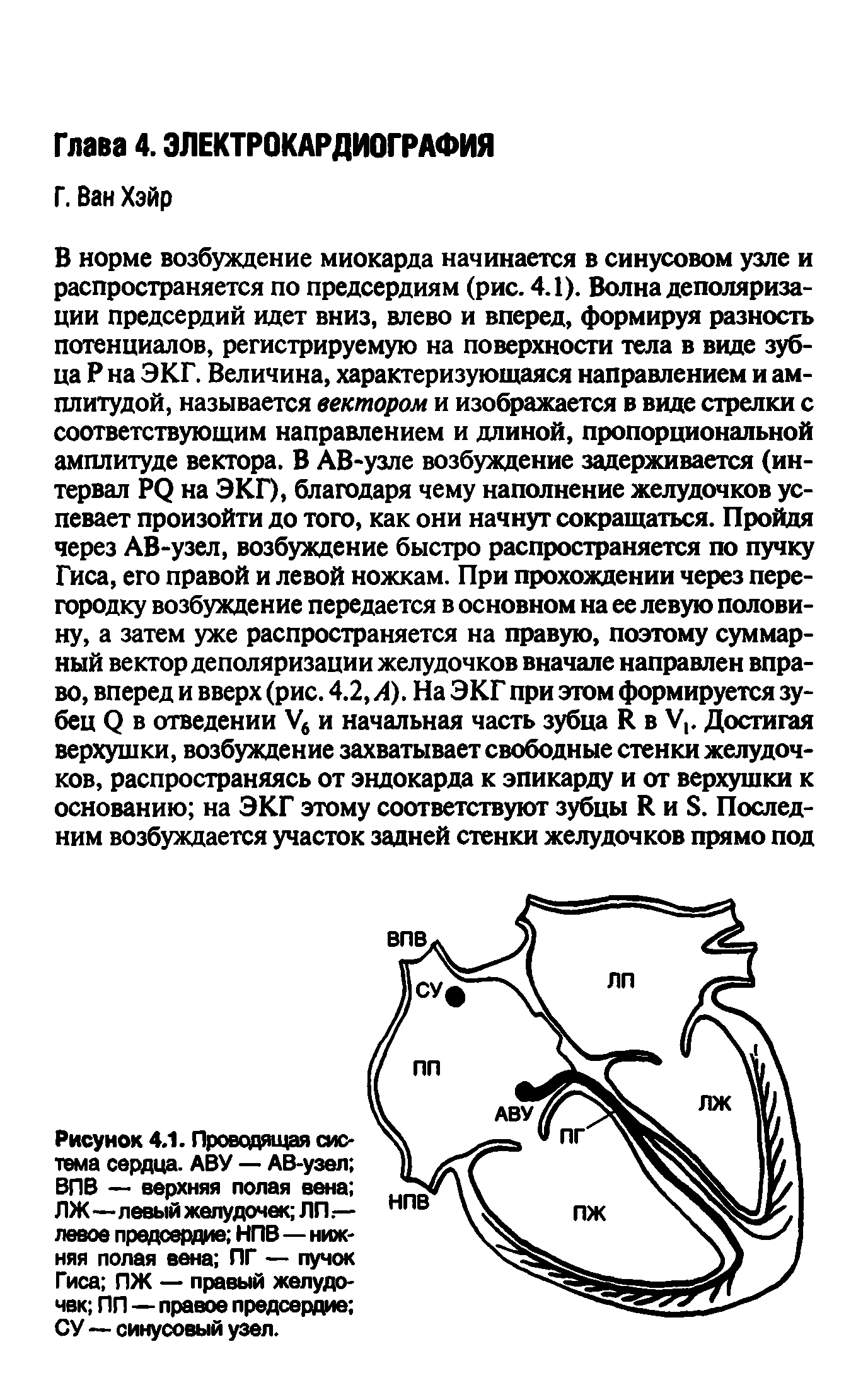 Рисунок 4.1. Проводящая система сердца. АВУ — АВ-узел ВПВ — верхняя полая вена ЛЖ—левый желудочек ЛП. — левое предсердие НПВ—нижняя полая вена ПГ — пучок Гиса ПЖ — правый желудочек ПП—правое предсердие СУ—синусовый узел.