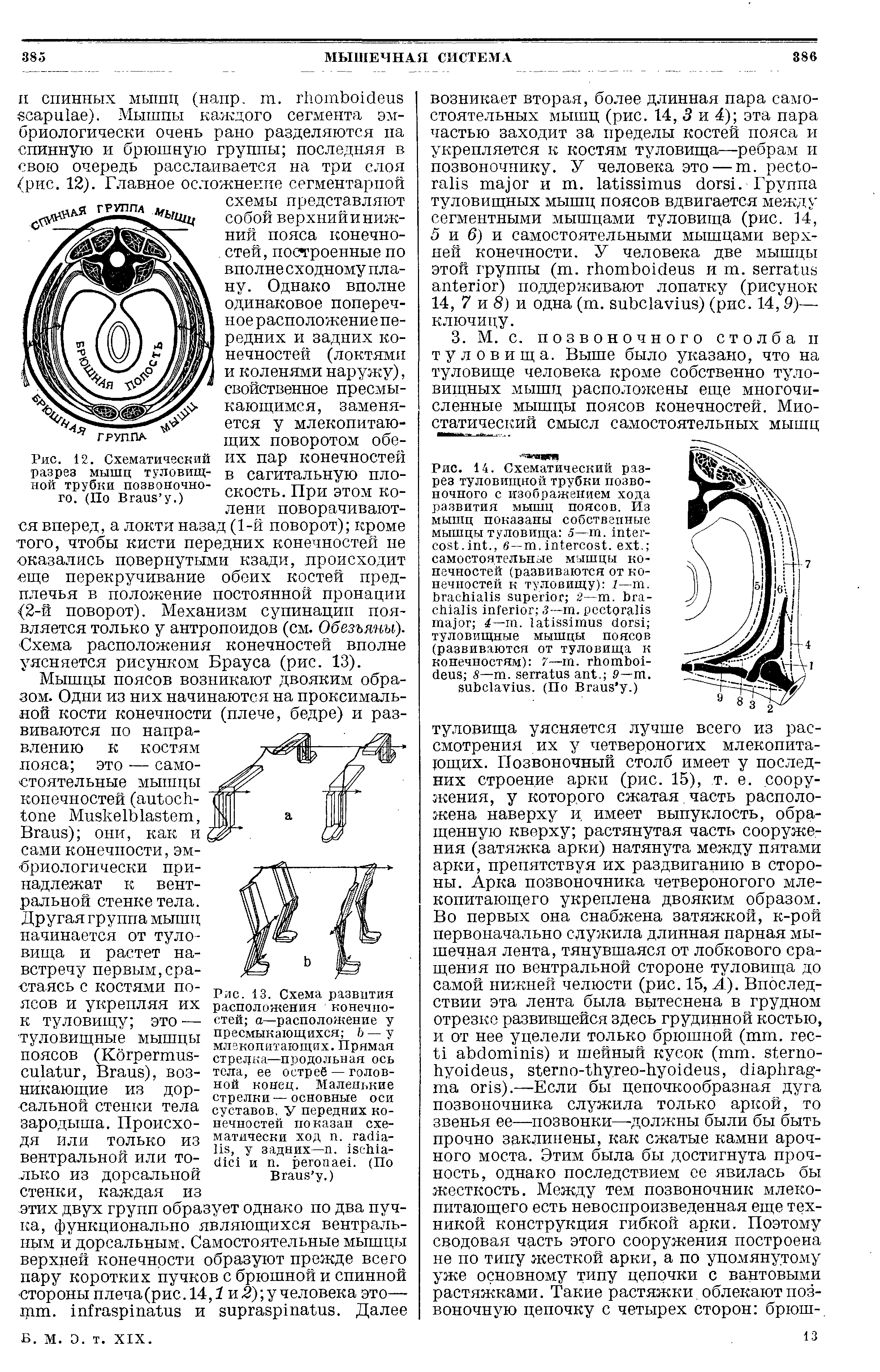 Рис. 12. Схематический разрез мышц туловищной трубки позвоночного. (По Вгаиэ у.)...