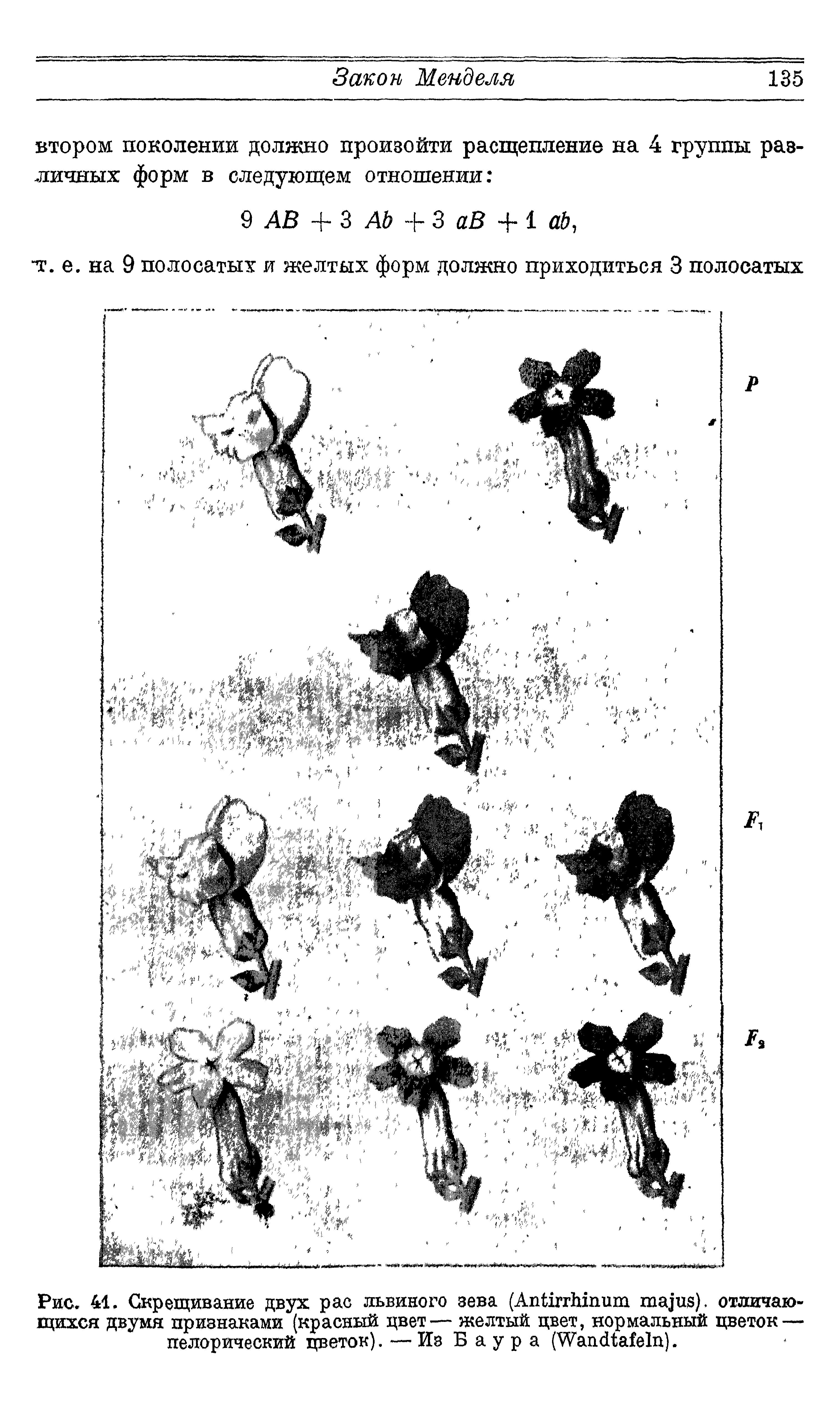 Рис. И. Скрещивание двух рас львиного зева (A ). отличающихся двумя признаками (красный цвет— желтый цвет, нормальный цветок — пелорический цветок). — Из Баура (W ).
