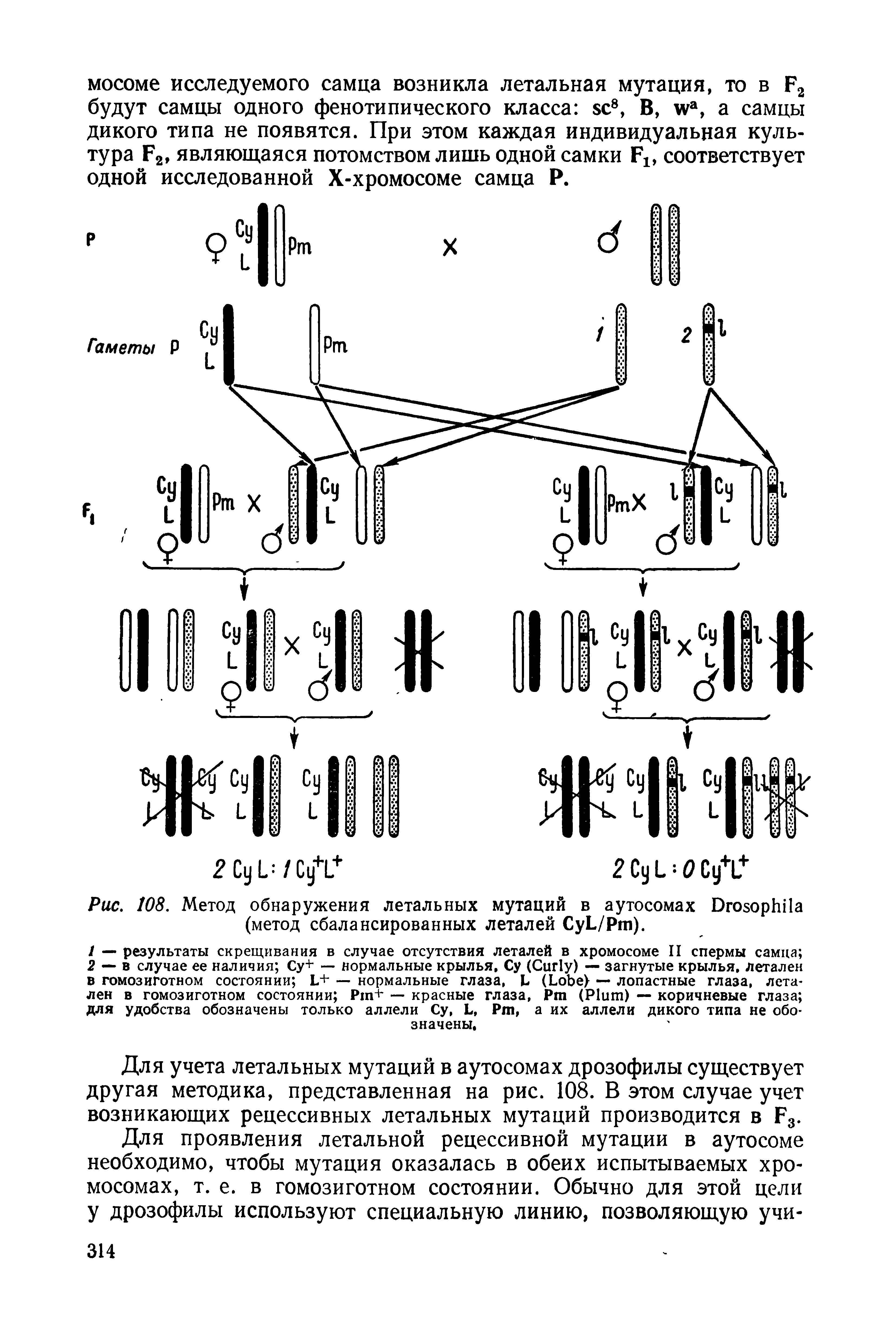 Рис. 108. Метод обнаружения летальных мутаций в аутосомах D (метод сбалансированных леталей C L/P ).