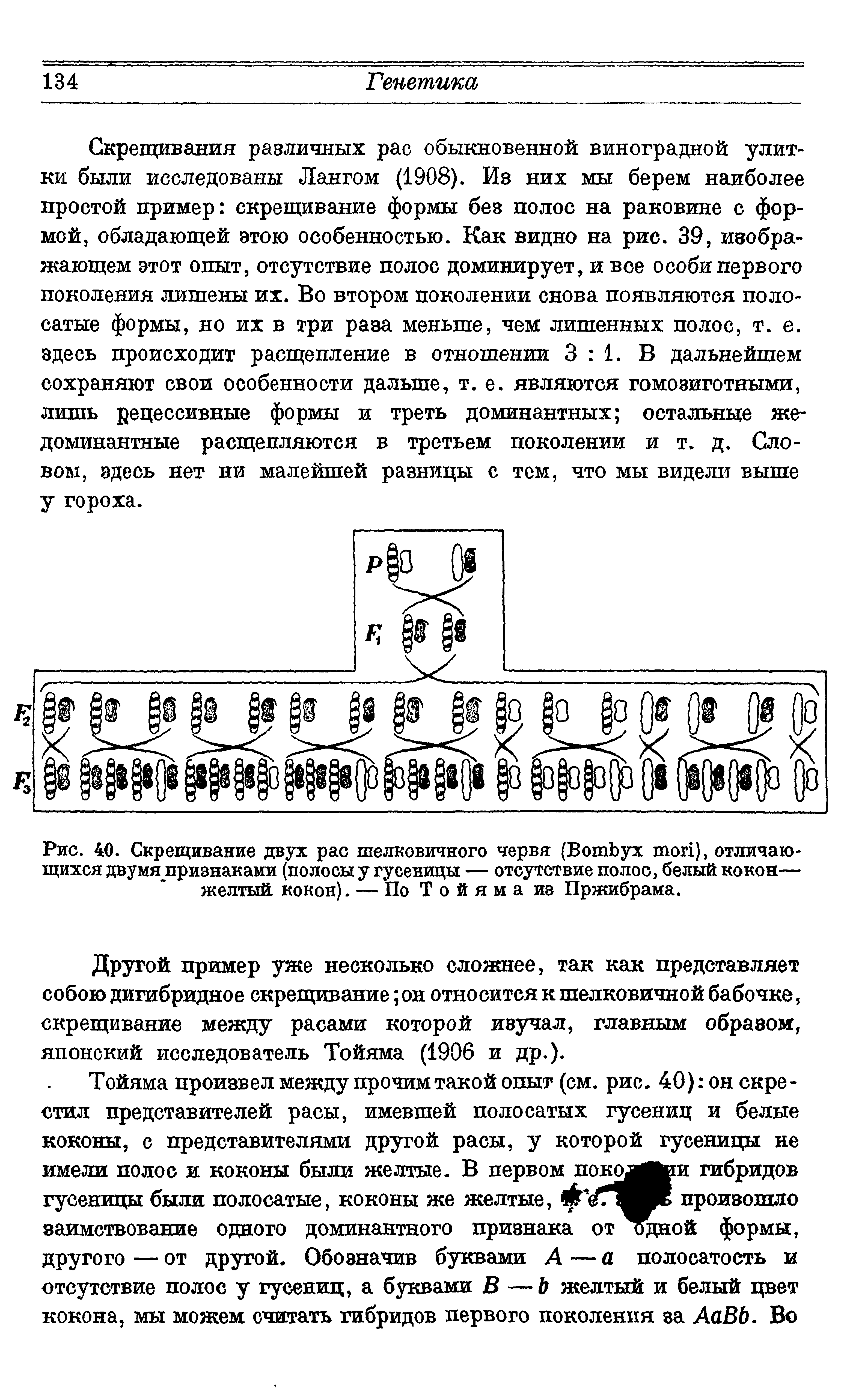 Рис. 40. Скрещивание двух рас шелковичного червя (B ), отличающихся двумяпризнаками (полосы у гусеницы — отсутствие полос, белый кокон— желтый кокон). — По Тойяма из Пржибрама.