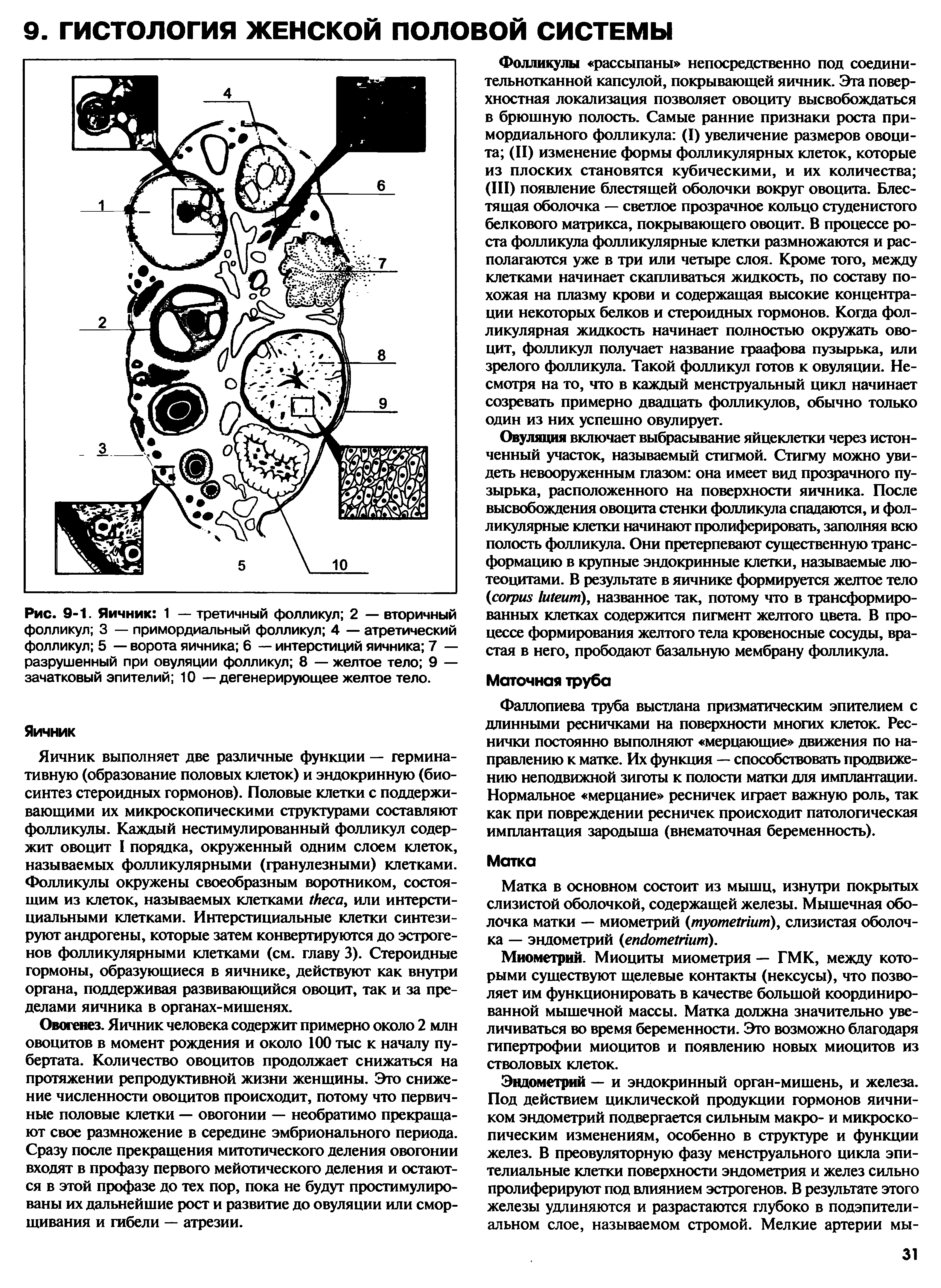 Рис. 9-1. Яичник 1 — третичный фолликул 2 — вторичный фолликул 3 — примордиальный фолликул 4 — атретический фолликул 5 — ворота яичника 6 — интерстиций яичника 7 — разрушенный при овуляции фолликул 8 — желтое тело 9 — зачатковый эпителий 10 — дегенерирующее желтое тело.