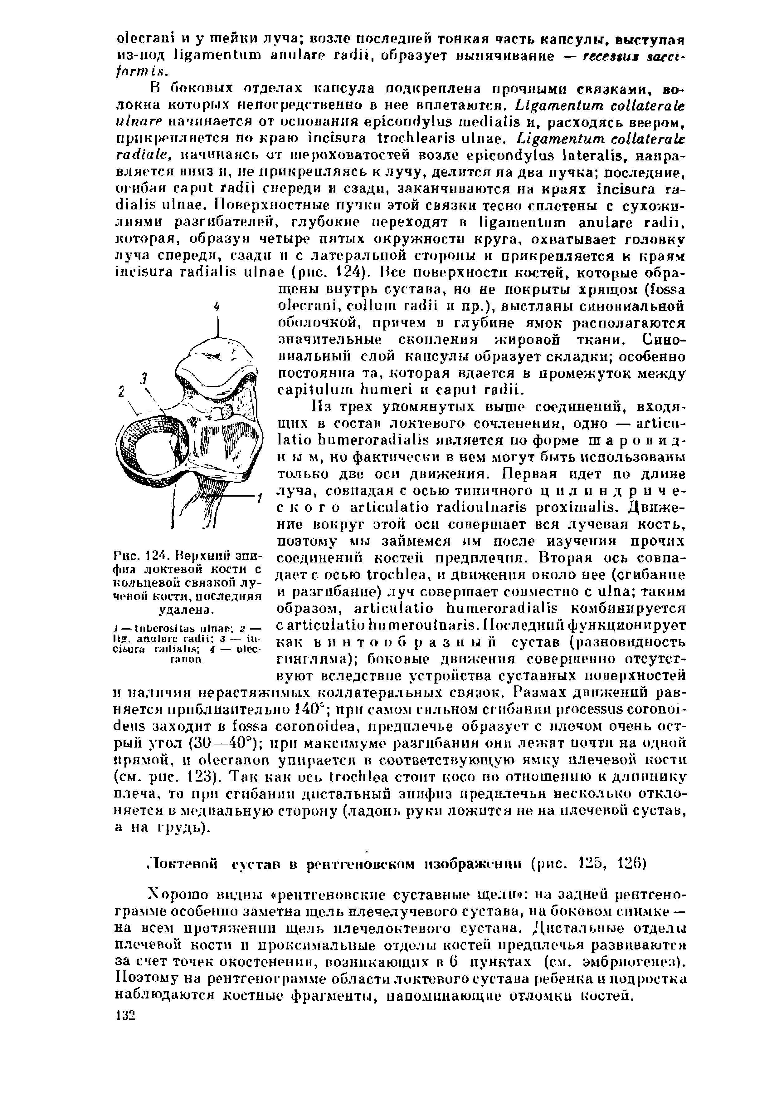 Рис. 124. Верхний эпифиз локтевой кости с кольцевой связкой лучевой кости,последняя удалена.