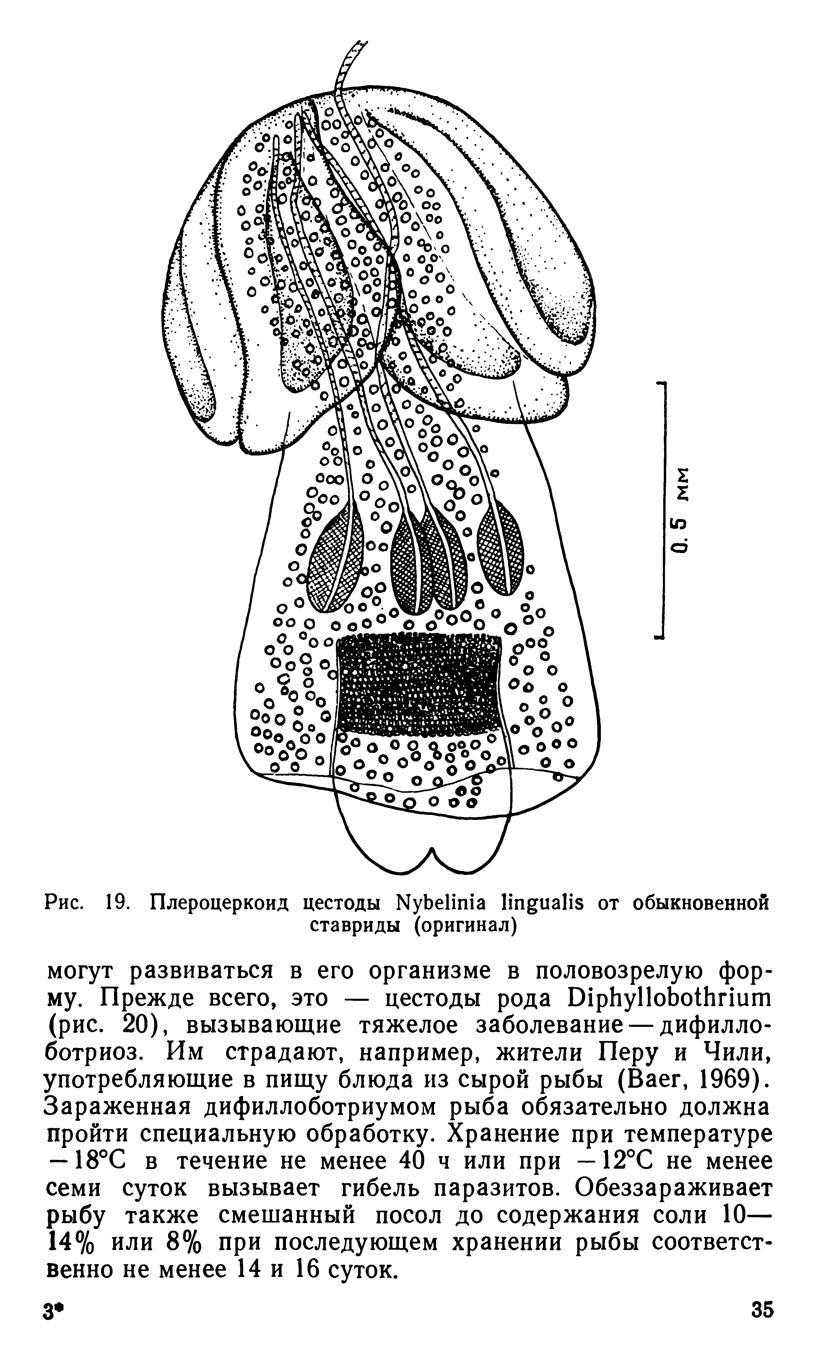 Рис. 19. Плероцеркоид цестоды N от обыкновенной ставриды (оригинал)...