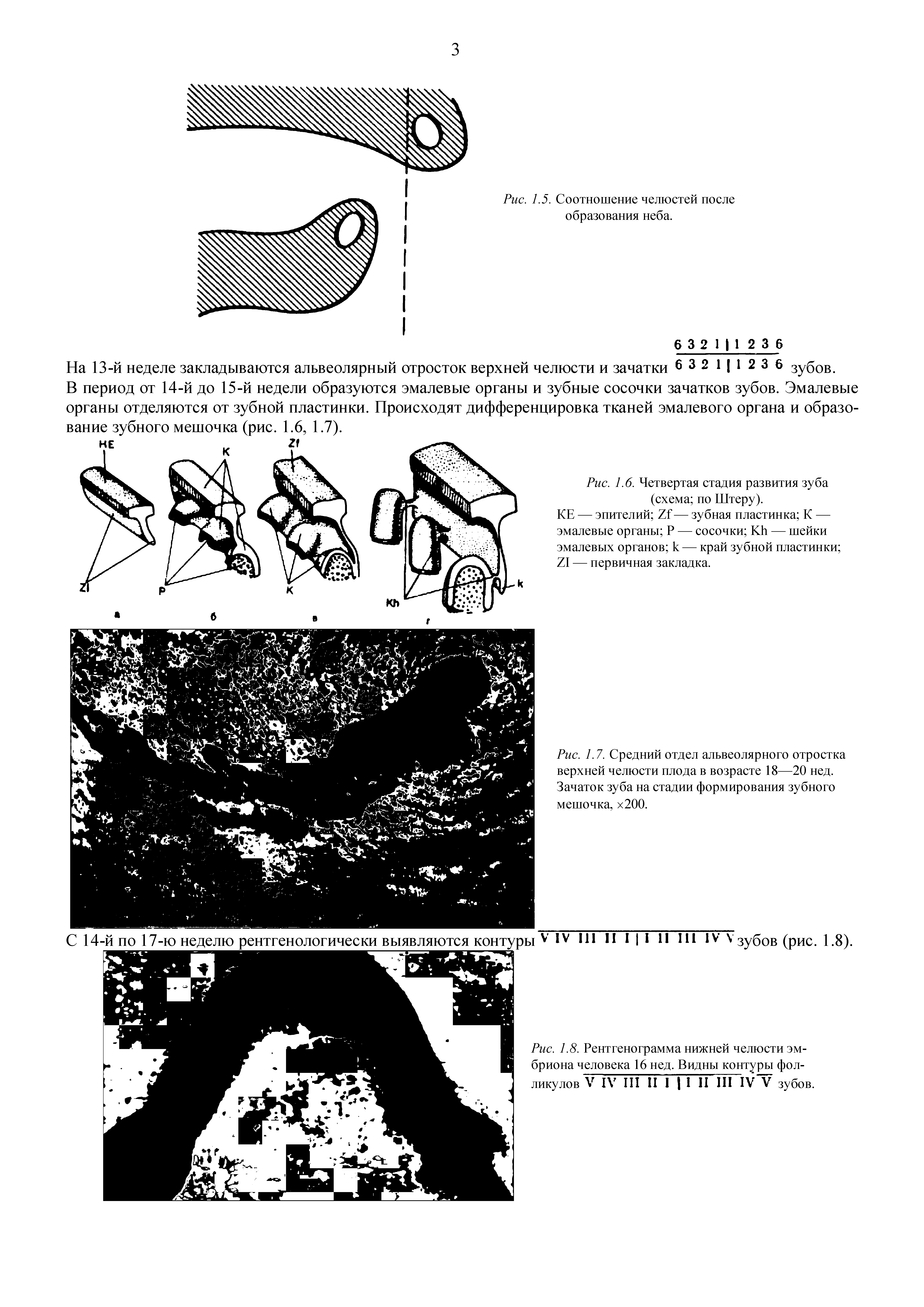 Рис. 1.6. Четвертая стадия развития зуба (схема по Штеру).