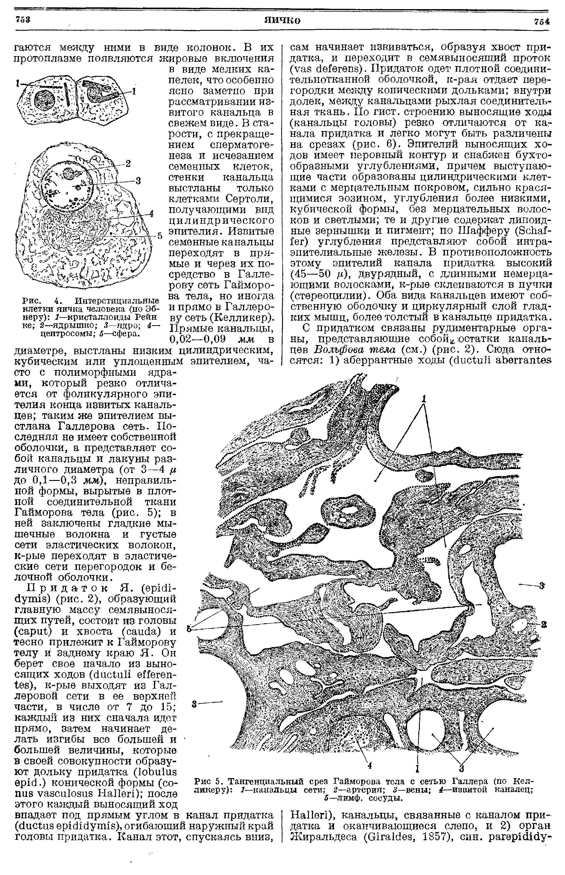 Рис. 4. Интерстициальные клетки яичка человека (по Эбнеру) I—кристаллоиды Рейн ке 2—ядрышко 3—ядро 4— центросомы 5—сфера.