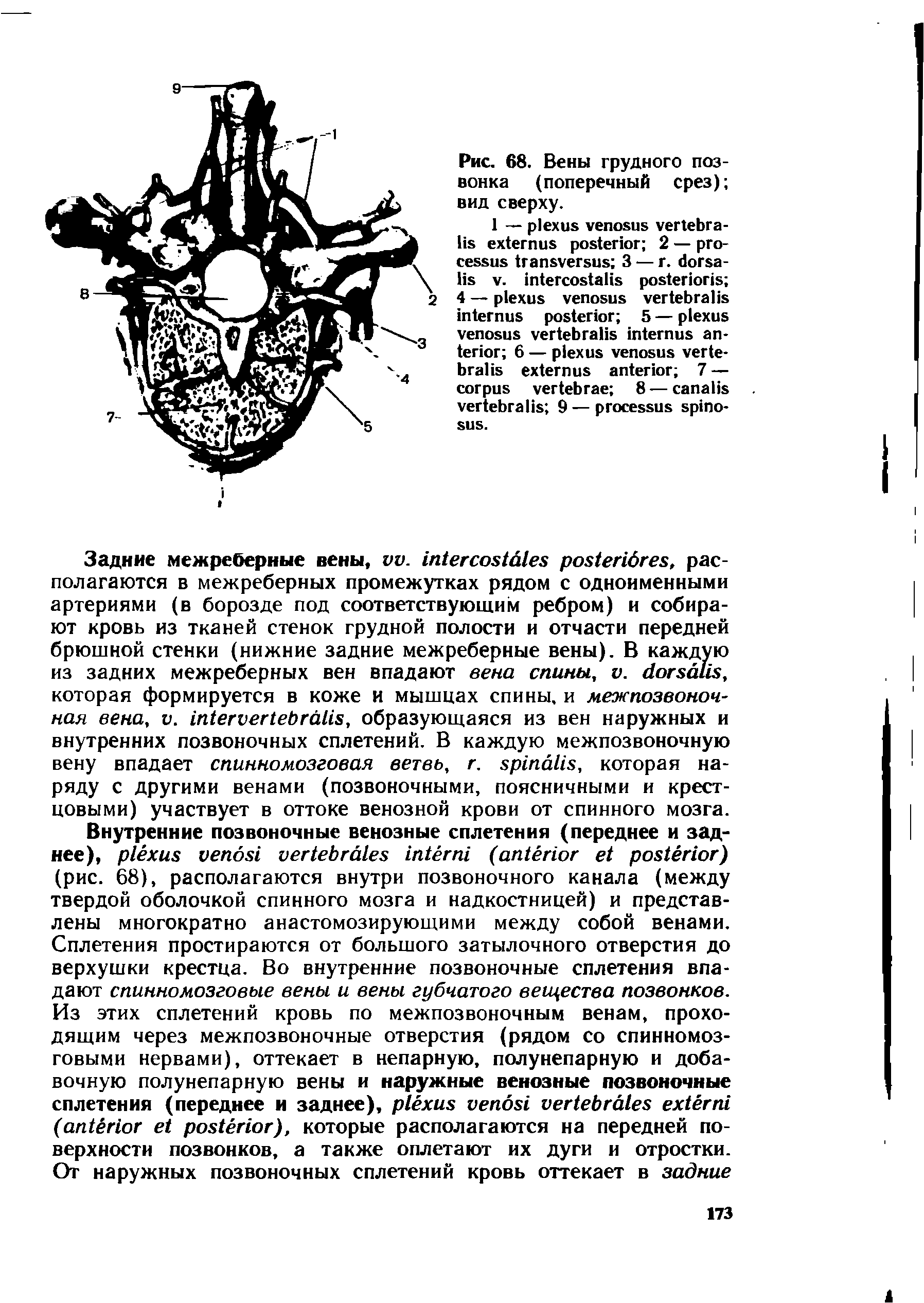 Рис. 68. Вены грудного позвонка (поперечный срез) вид сверху.