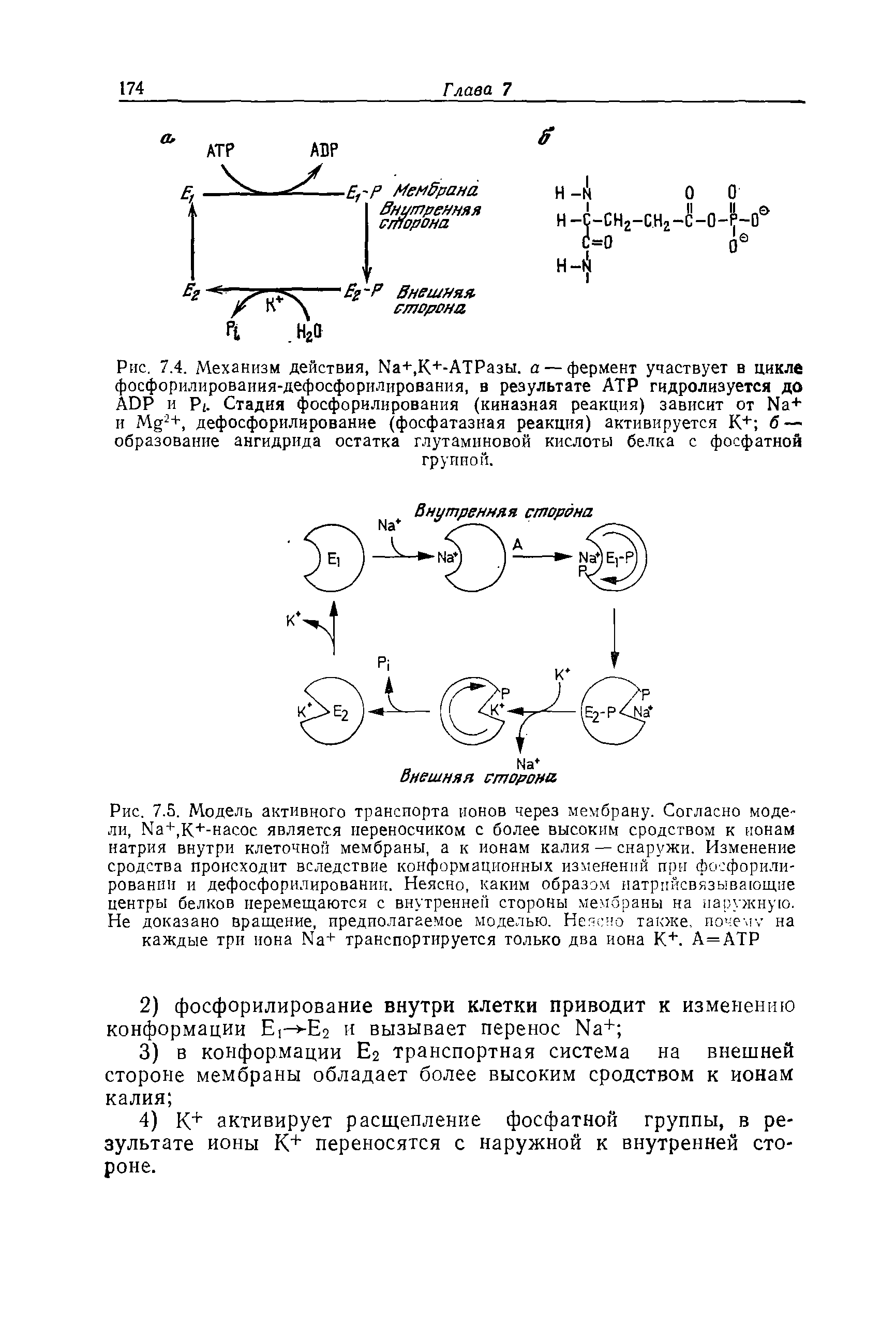 Рис. 7.4. Механизм действия, N +,K+-ATP 3 . — фермент участвует в цикле фосфорилироваиия-дефосфорилирования, в результате АТР гидролизуется до ADP и P . Стадия фосфорилирования (киназная реакция) зависит от N + и M 2+, дефосфорилирование (фосфатазная реакция) активируется К+ б — образование ангидрида остатка глутаминовой кислоты белка с фосфатной группой.