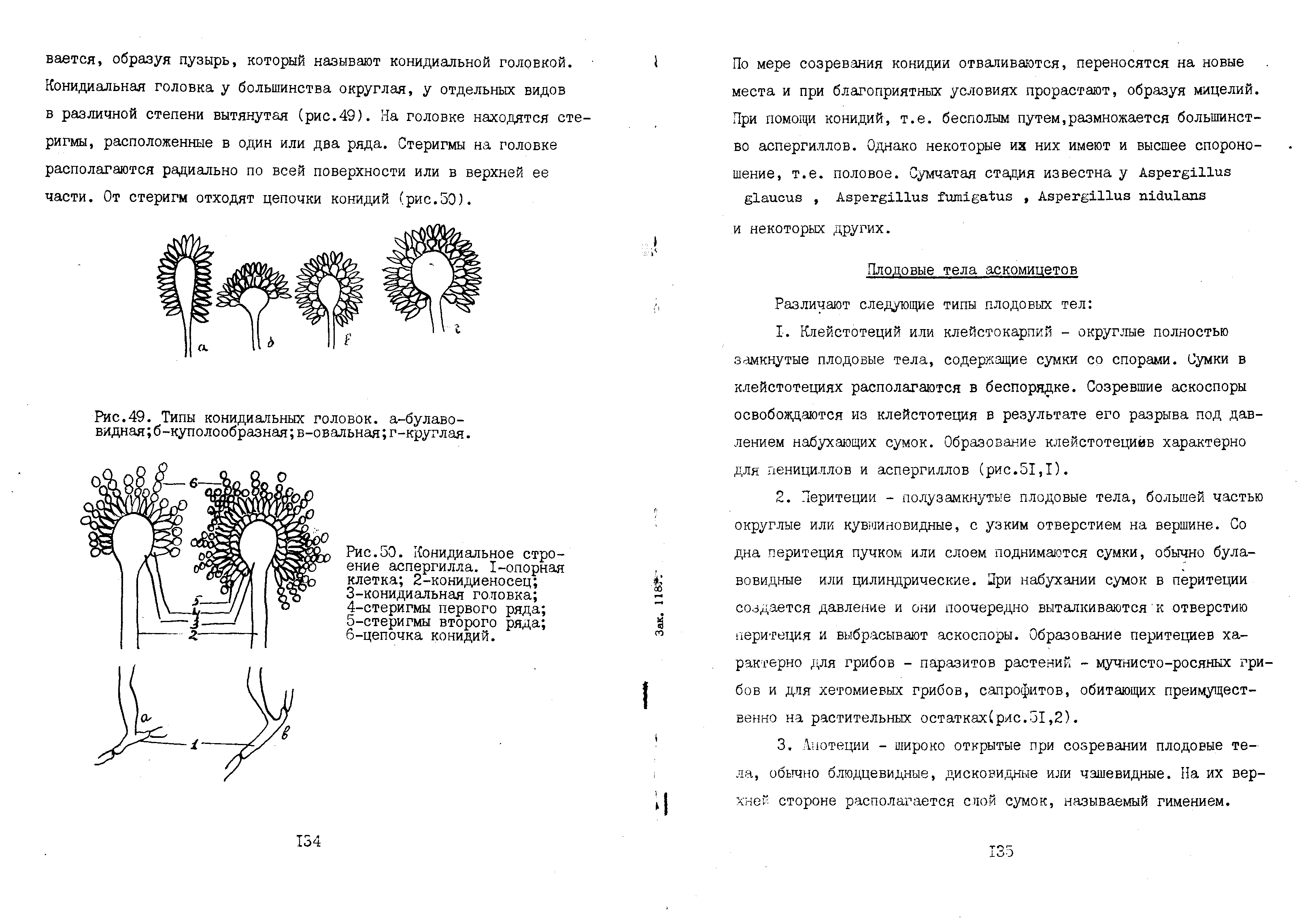 Рис.50. Конидиальное строение аспергилла. 1-опорная клетка 2-конидиеносец ...