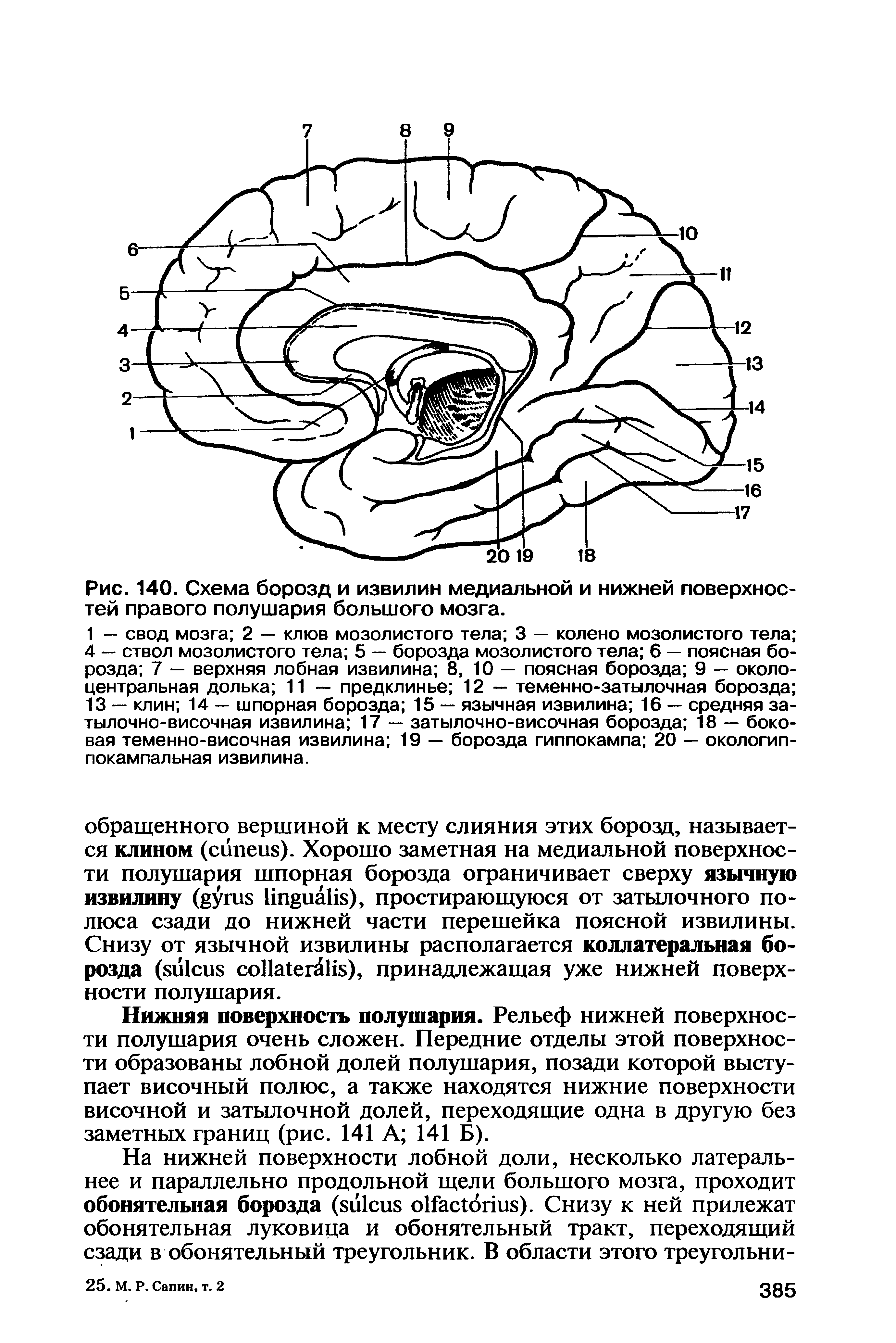 Рис. 140. Схема борозд и извилин медиальной и нижней поверхностей правого полушария большого мозга.