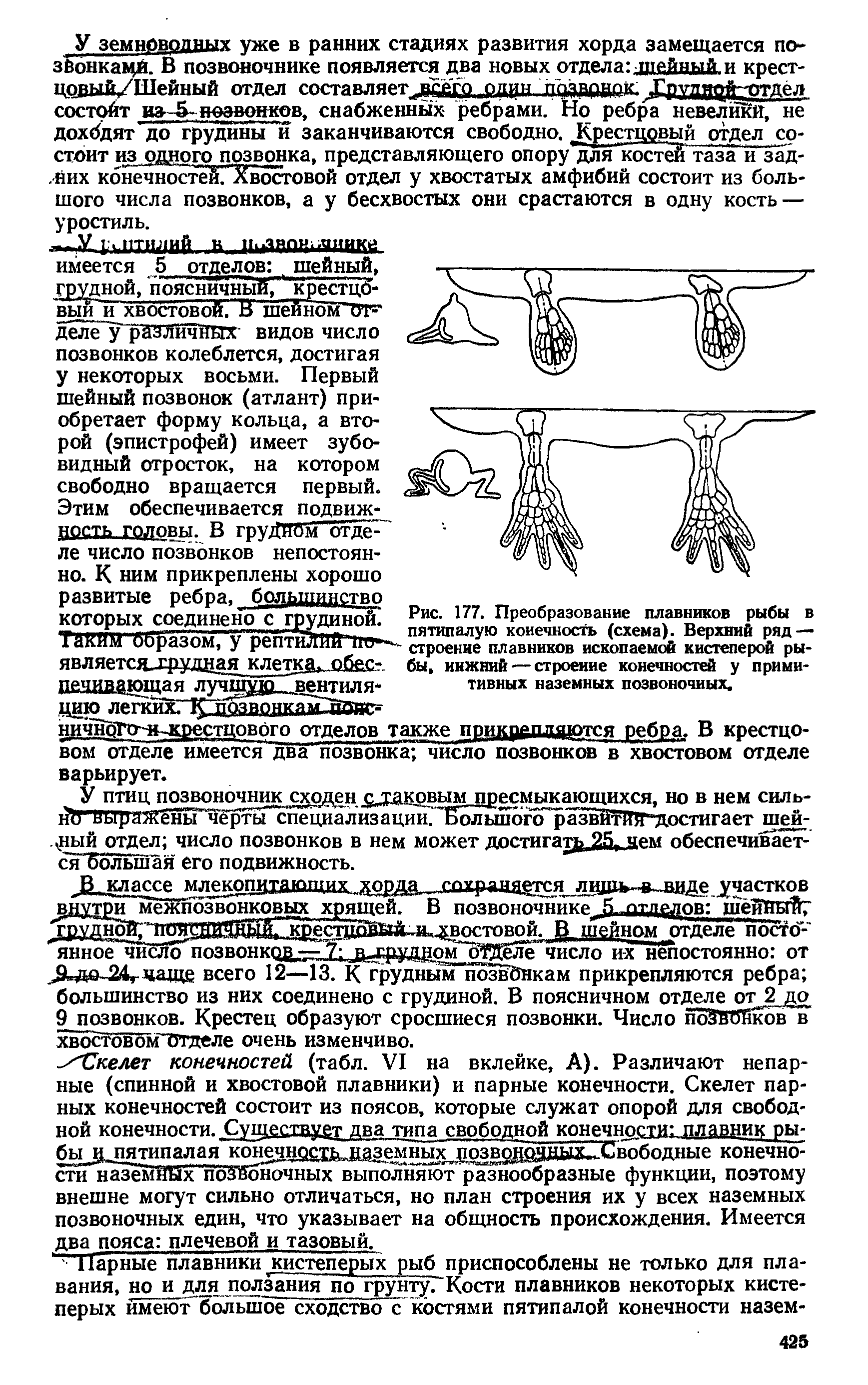 Рис. 177. Преобразование плавников рыбы в пятипалую конечность (схема). Верхний ряд — - строение плавников ископаемой кистеперой ры-...