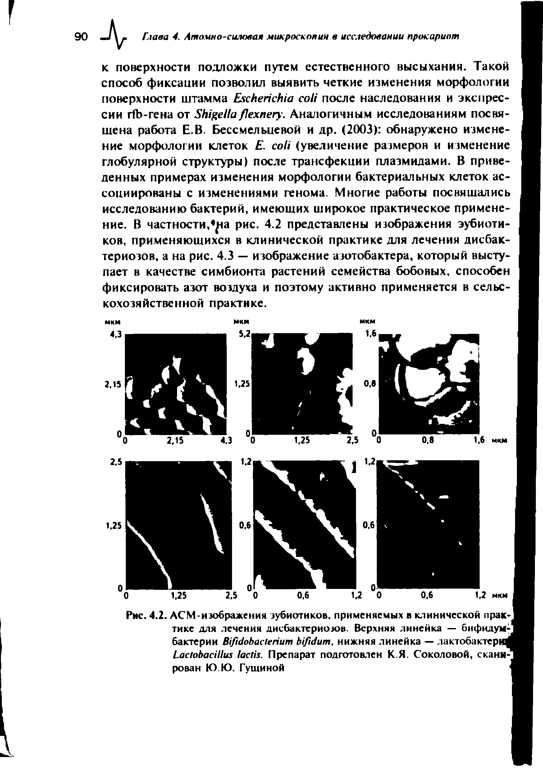 Рис. 4.2. АСМ-изображения эубиотиков. применяемых в клинической практике для лечения дисбактериозов. Верхняя линейка — бифидум-бактерии B , нижняя линейка — лактобактер L . Препарат подготовлен К.Я. Соколовой, сканирован Ю Ю. Гущиной...