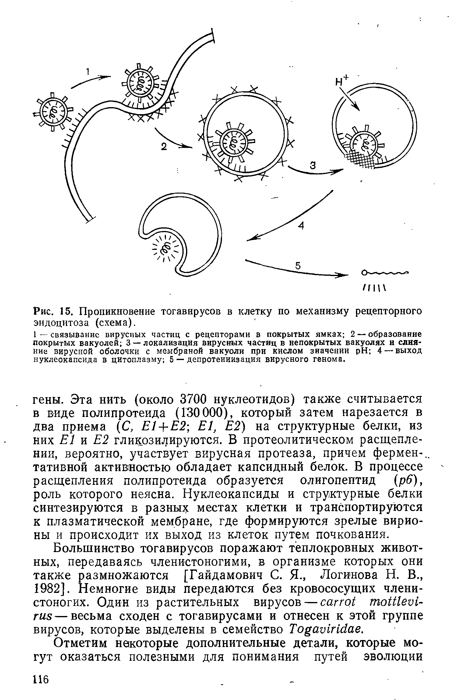 Рис. 15. Проникновение тогавирусов в клетку по механизму рецепторного эндоцитоза (схема).