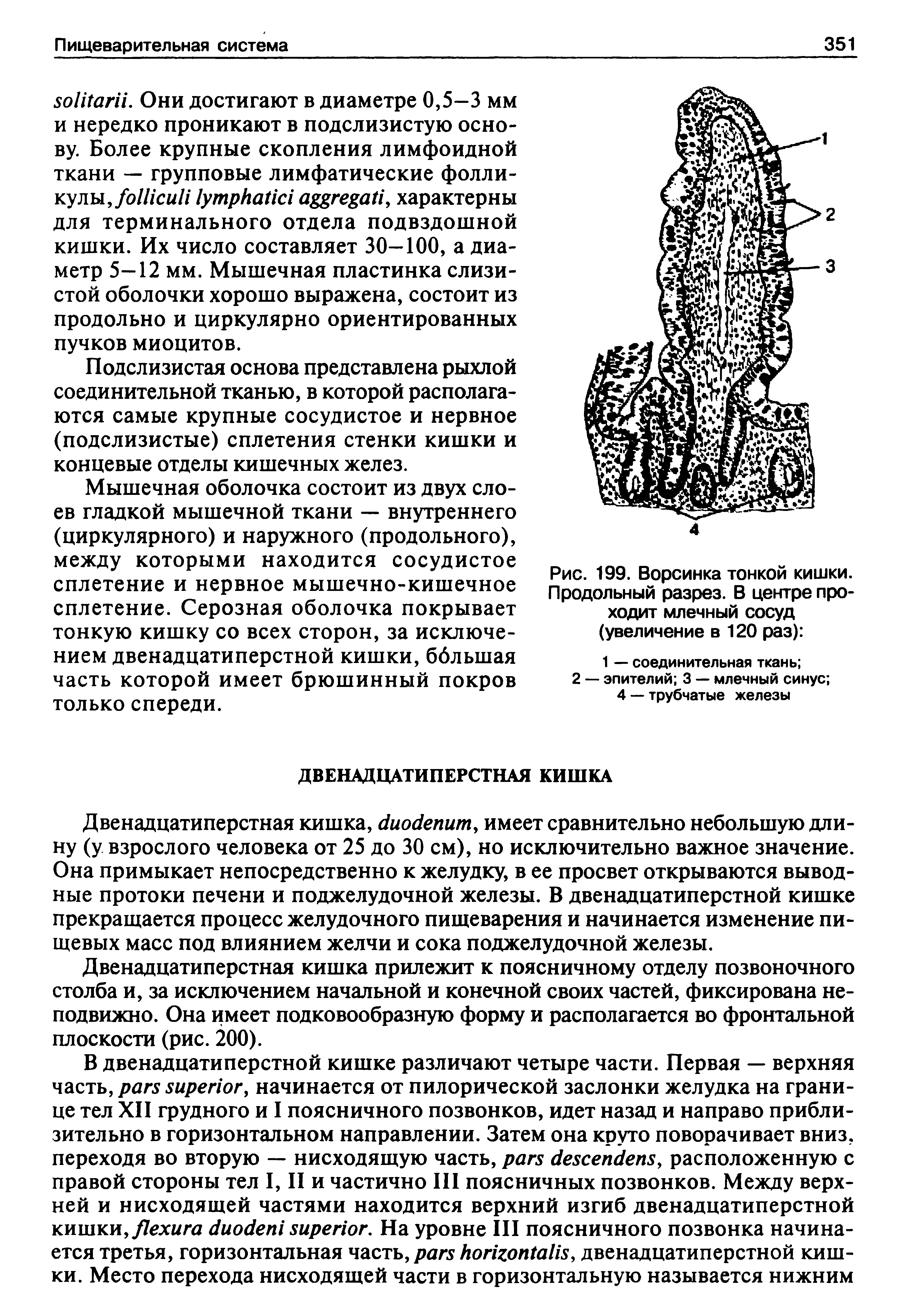 Рис. 199. Ворсинка тонкой кишки. Продольный разрез. В центре проходит млечный сосуд (увеличение в 120 раз) ...