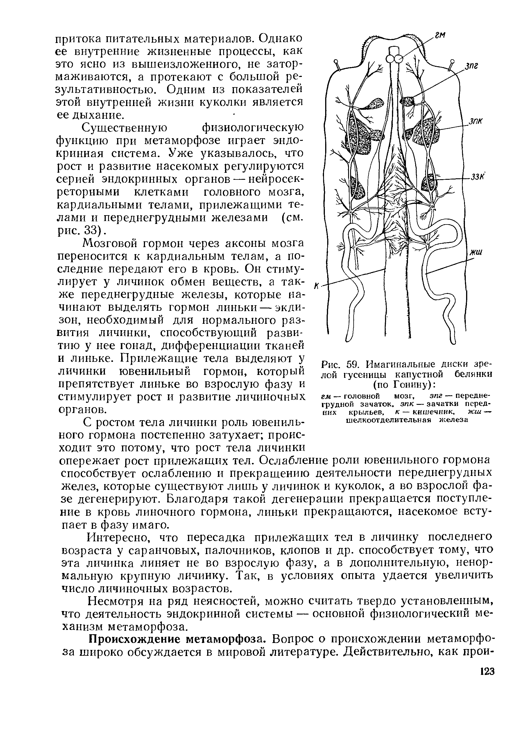 Рис. 59. Имагинальные диски зрелой гусеницы капустной белянки (по Гонину) ...