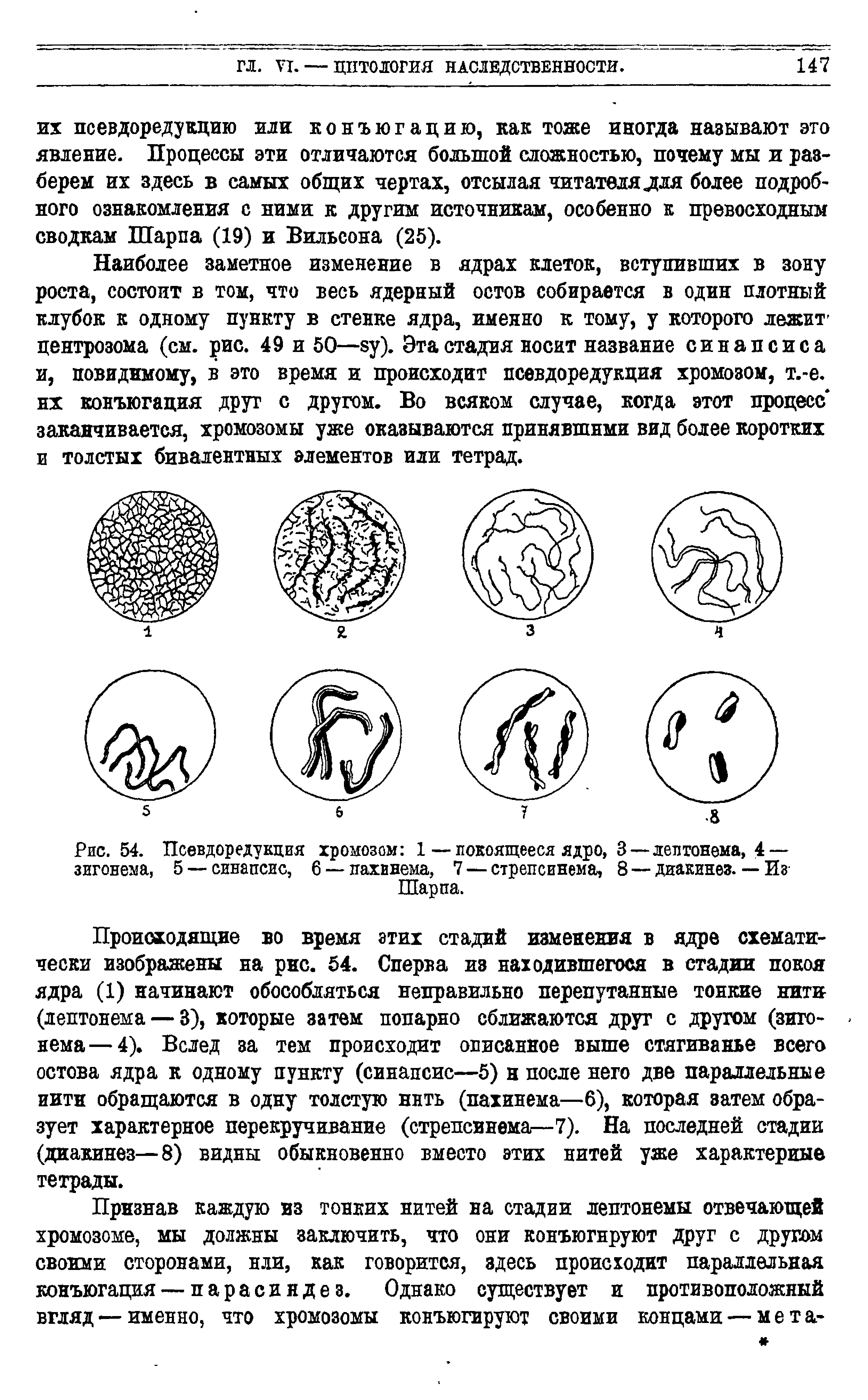 Рис. 54. Псевдоредукция хромозом 1—покоящееся ядро, 3 — леп тонема, 4— зигонема, 5 — синапсис, 6 — пахинема, 7 — стрепсинема, 8 — диакинез. — Из Шарпа.