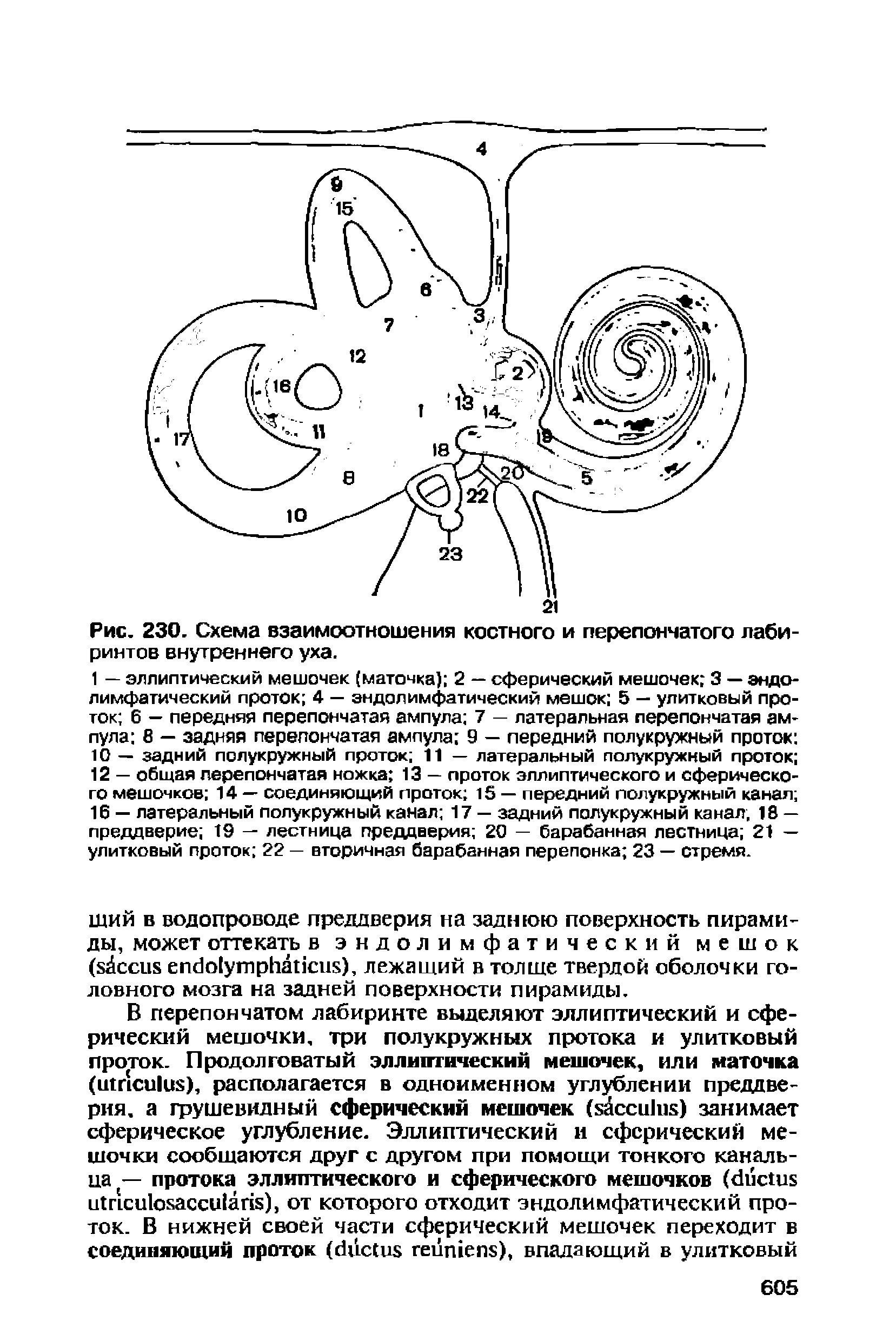 Рис. 230. Схема взаимоотношения костного и перепончатого лабиринтов внутреннего уха.