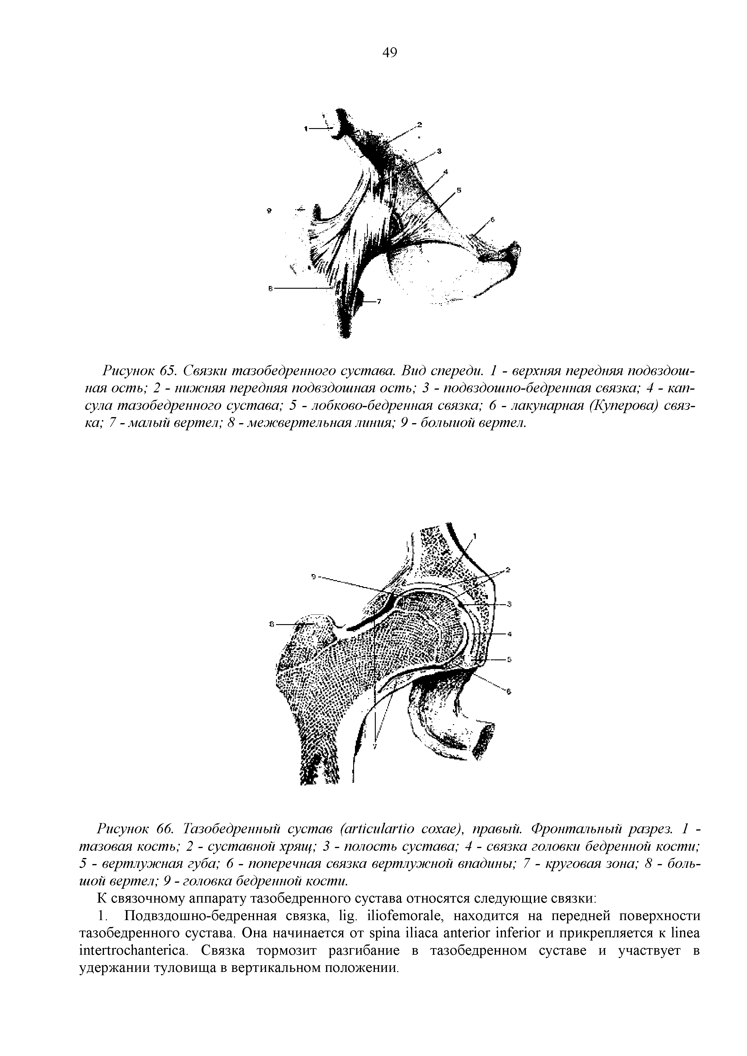 Рисунок 66. Тазобедренный сустав ( ), правый. Фронтальный разрез. 1 -тазовая кость 2 - суставной хрящ 3 - полость сустава 4 - связка головки бедренной кости 5 - вертлужная губа 6 - поперечная связка вертлужной впадины 7 - круговая зона 8 - большой вертел 9 - головка бедренной кости.