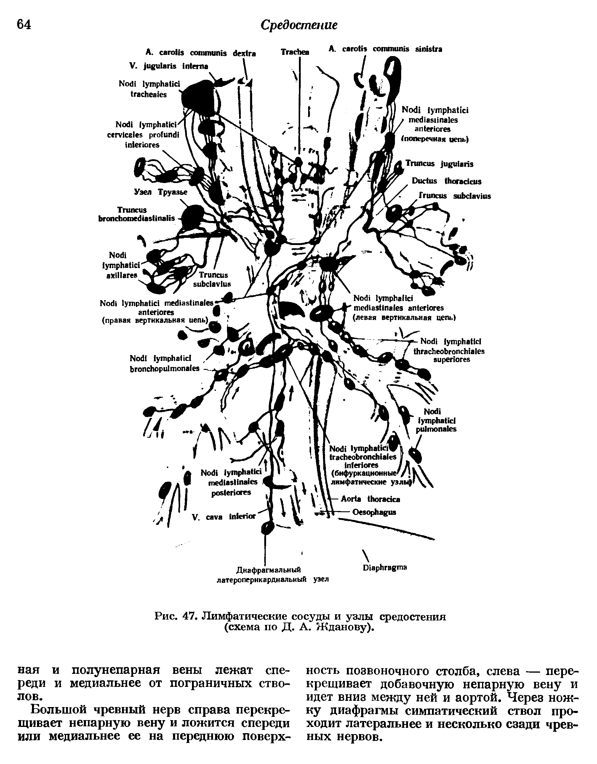 Рис. 47. Лимфатические сосуды и узлы средостения (схема по Д. А. Жданову).