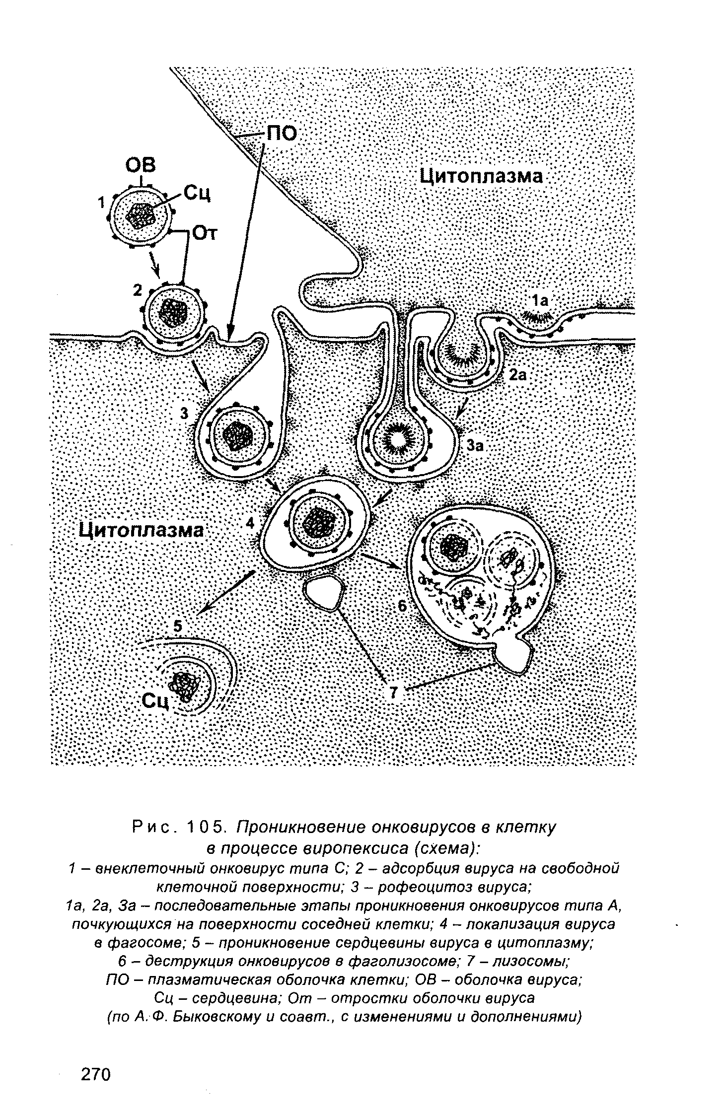 Рис. 105. Проникновение онковирусов в клетку в процессе виропексиса (схема) ...