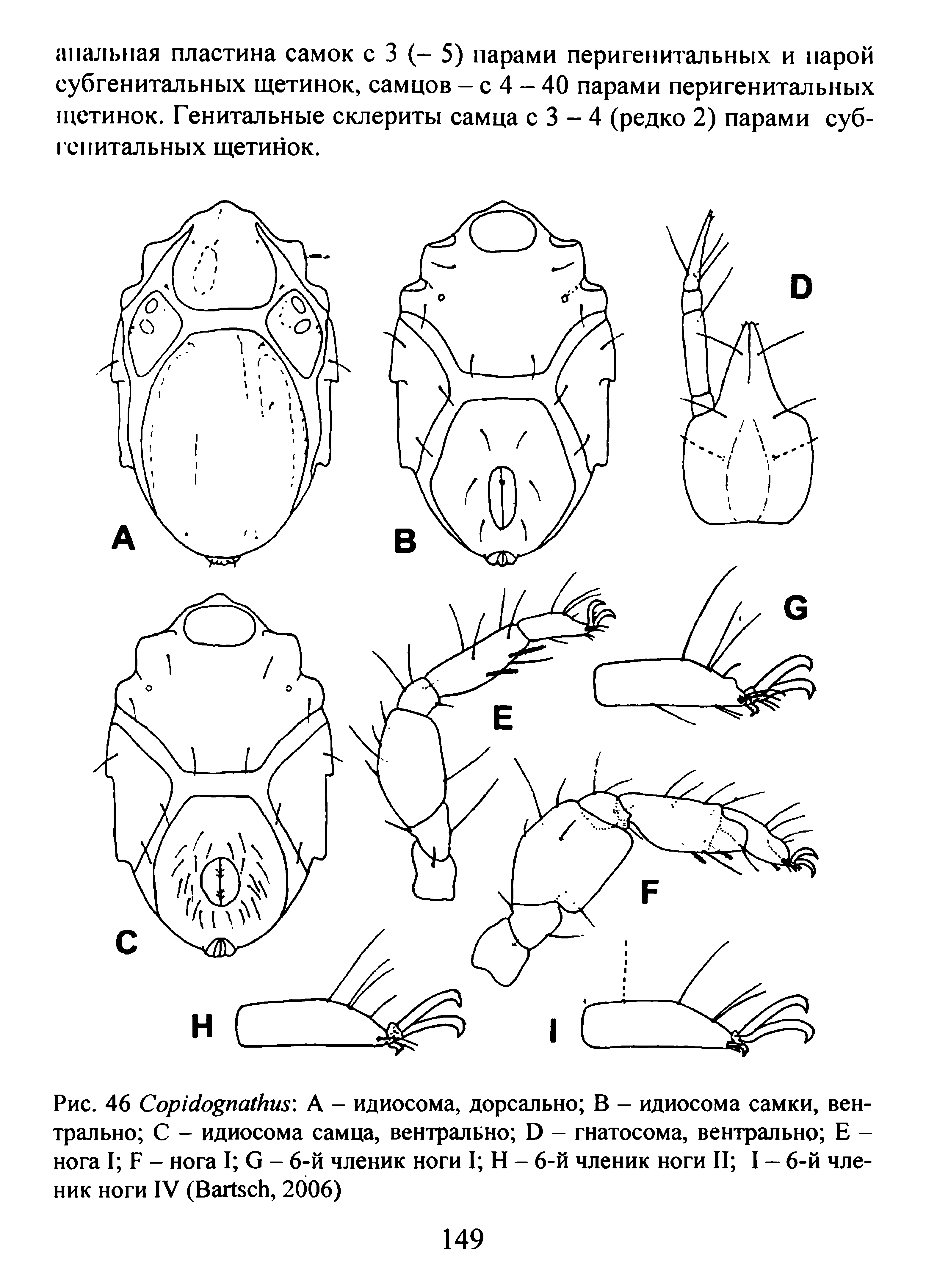 Рис. 46 C А - идиосома, дорсально В - идиосома самки, вентрально С - идиосома самца, вентрально D - гнатосома, вентрально Е -нога I F - нога I G - 6-й членик ноги I Н - 6-й членик ноги II I - 6-й членик ноги IV (B , 2006)...