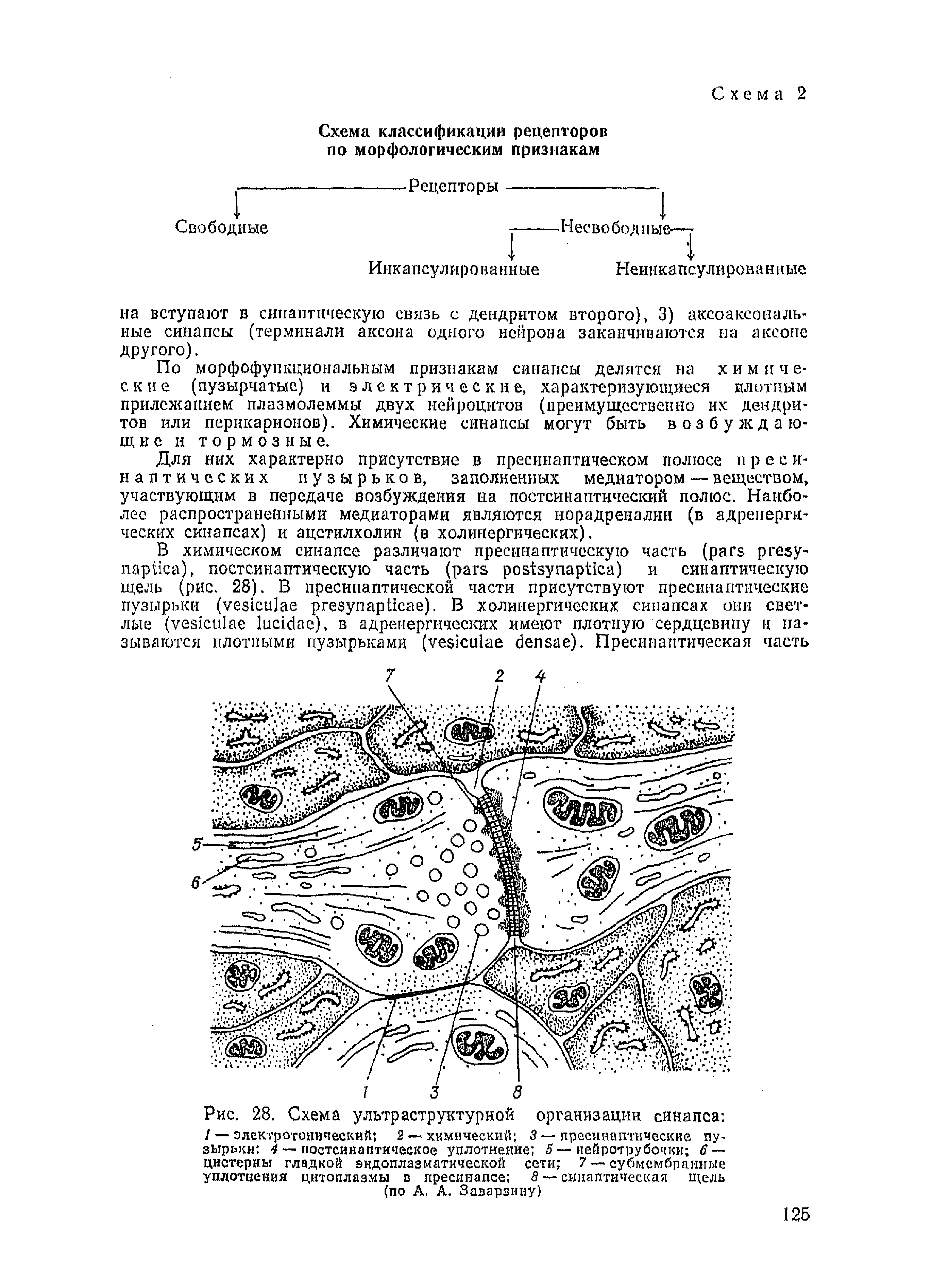 Рис. 28. Схема ультраструктурной организации синапса / — электротопический 2 — химический 3 — пресииаптические пузырьки 4 — постсинаптическое уплотнение 5 — нейротрубочки 6 — цистерны гладкой эндоплазматической сети 7 — су бм см бра. иные уплотнения цитоплазмы в пресинапсе 8 — синаптическая щель (по А. А. Заварзину)...