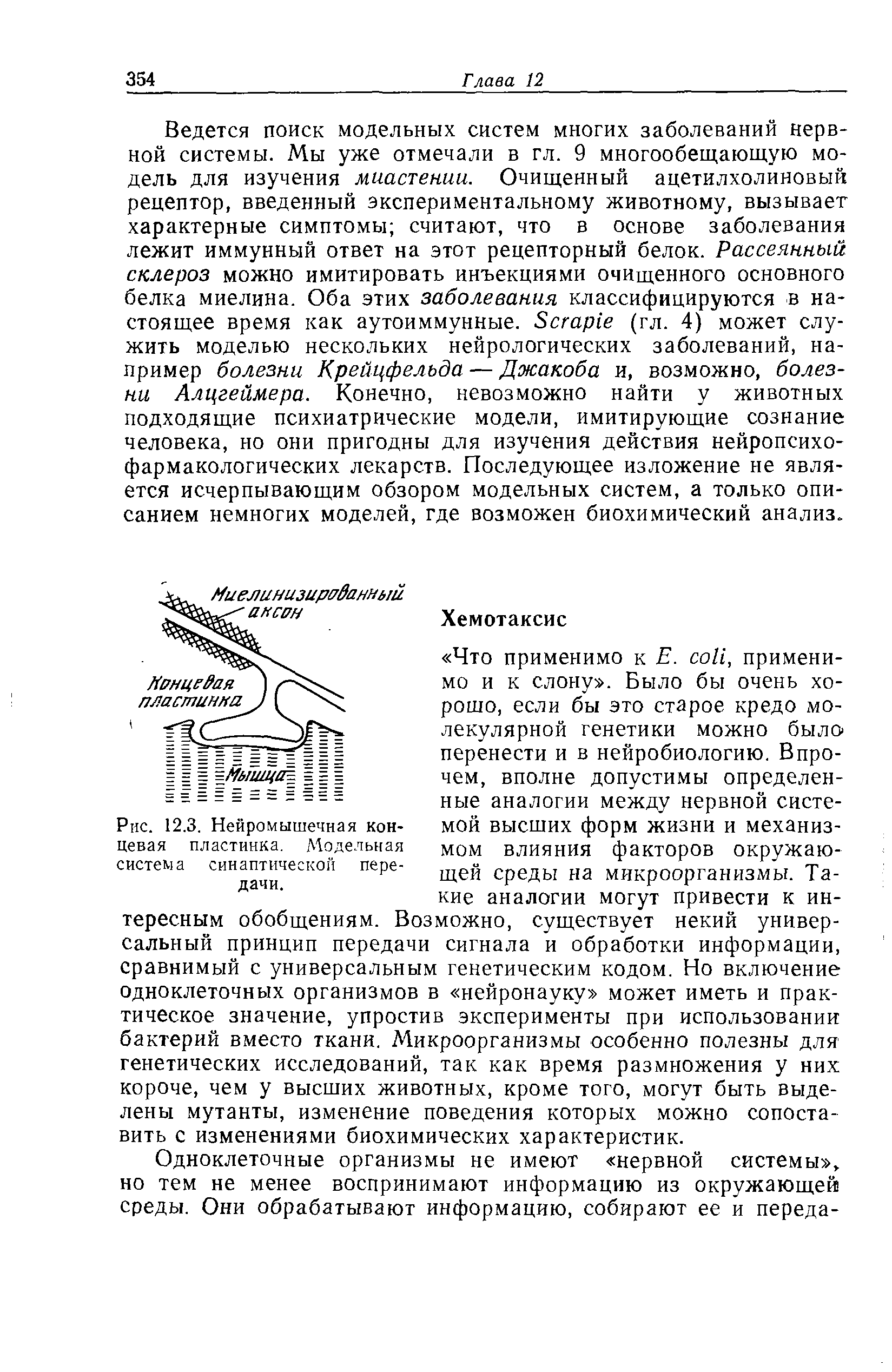 Рис. 12.3. Нейромышечная концевая пластинка. Модельная система синаптической передачи.