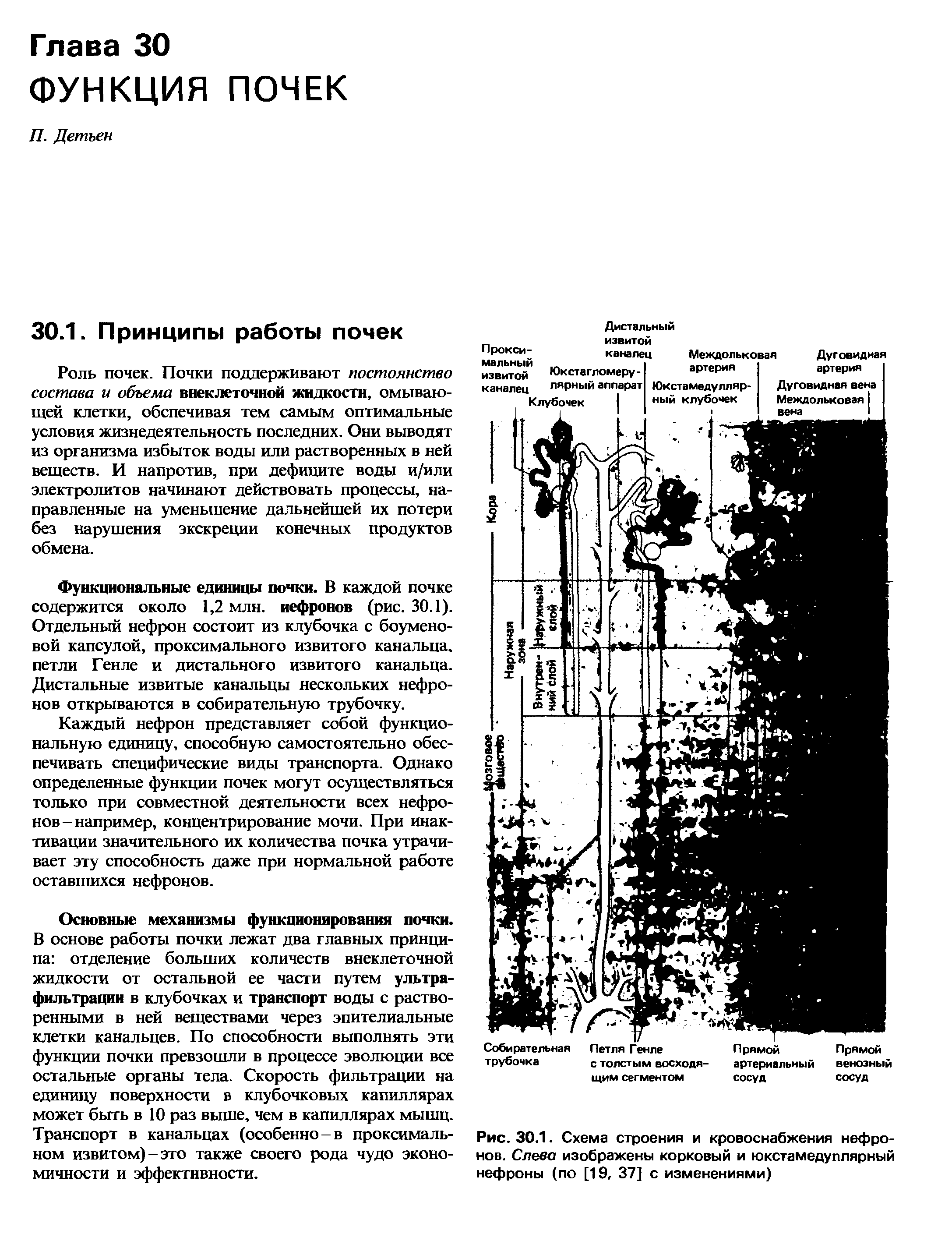 Рис. 30.1. Схема строения и кровоснабжения нефронов. Слева изображены корковый и юкстамедуплярный нефроны (по [19, 37] с изменениями)...