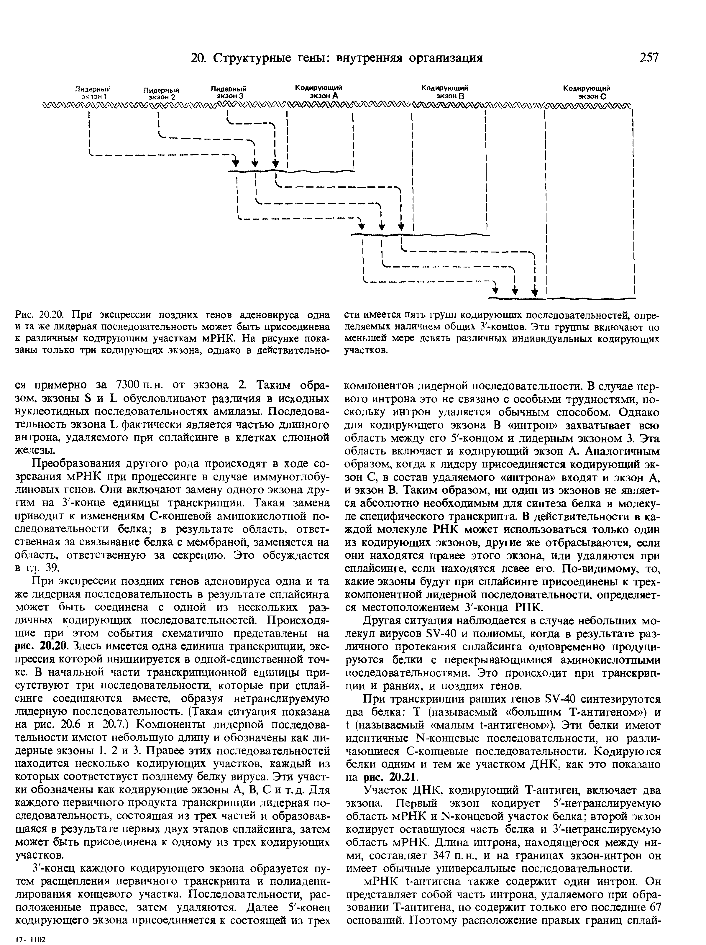 Рис. 20.20. При экспрессии поздних генов аденовируса одна и та же лидерная последовательность может быть присоединена к различным кодирующим участкам мРНК. На рисунке показаны только три кодирующих экзона, однако в действительно...
